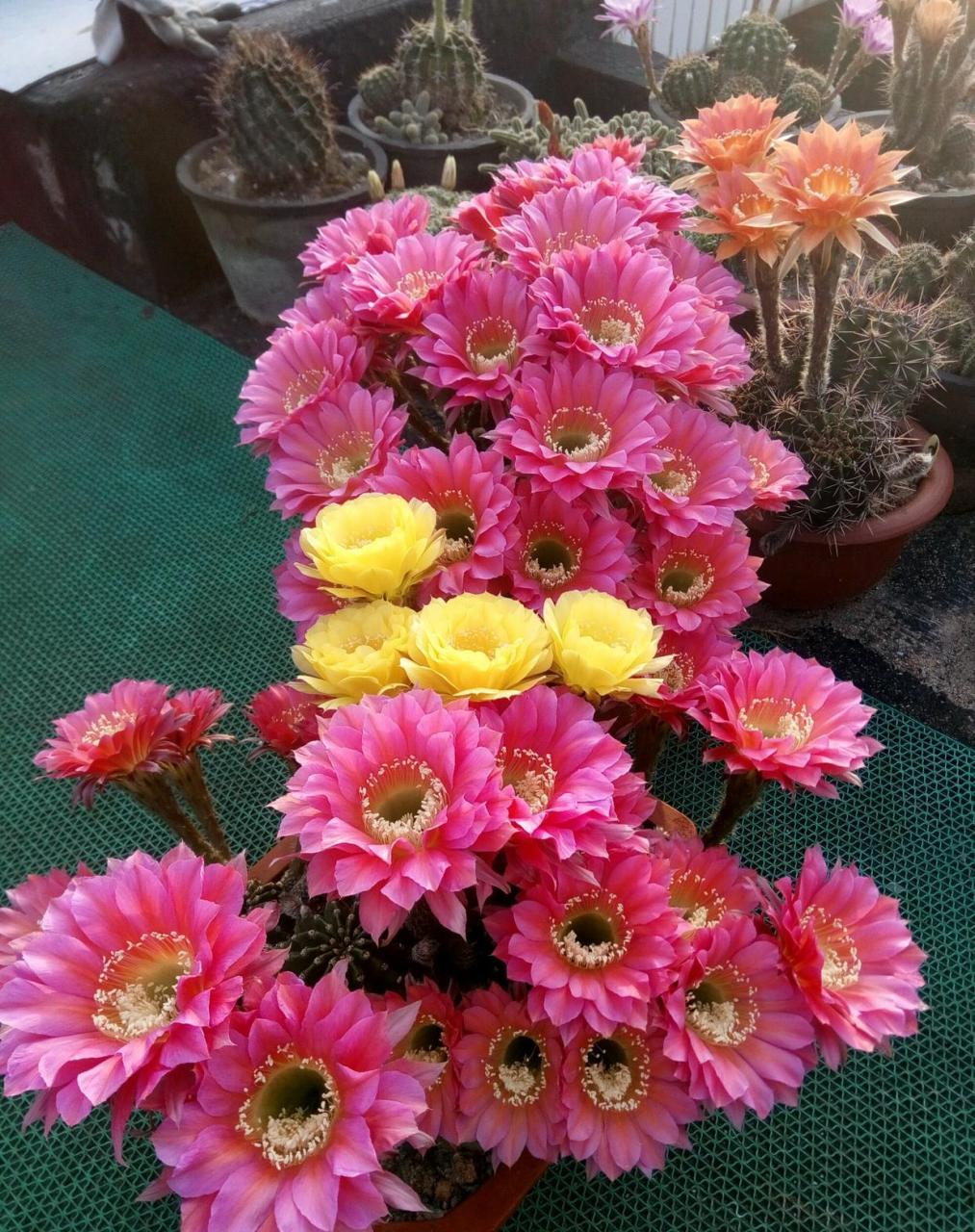 喜欢仙人球,就养棵"浓桃筋",彩草界的佼佼者,开花机器,颜值天花板等