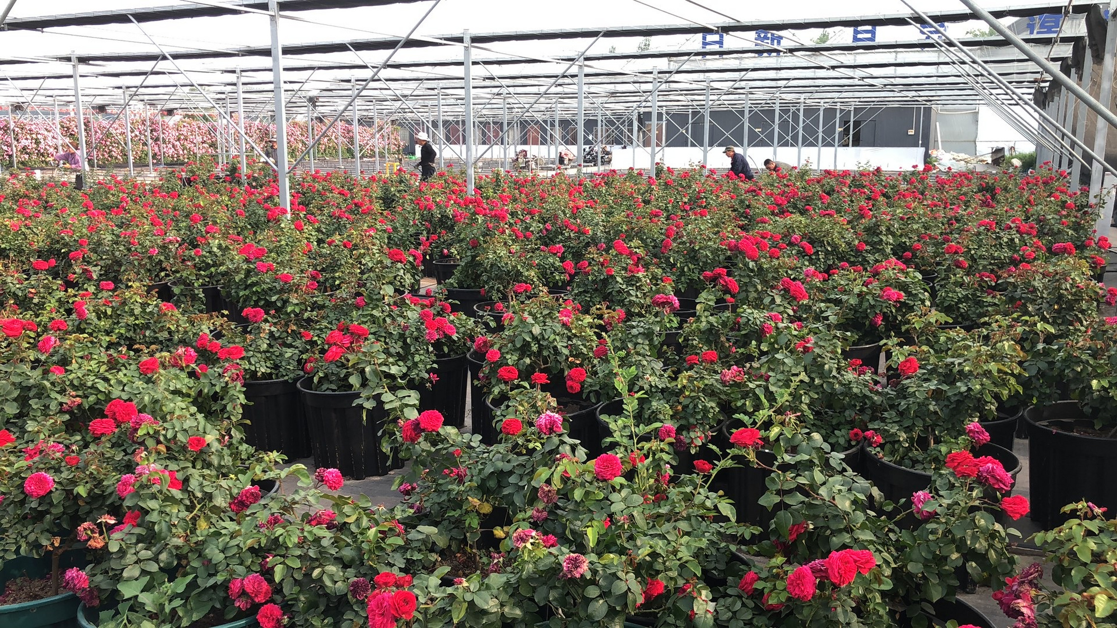 太原市月季花种植基地