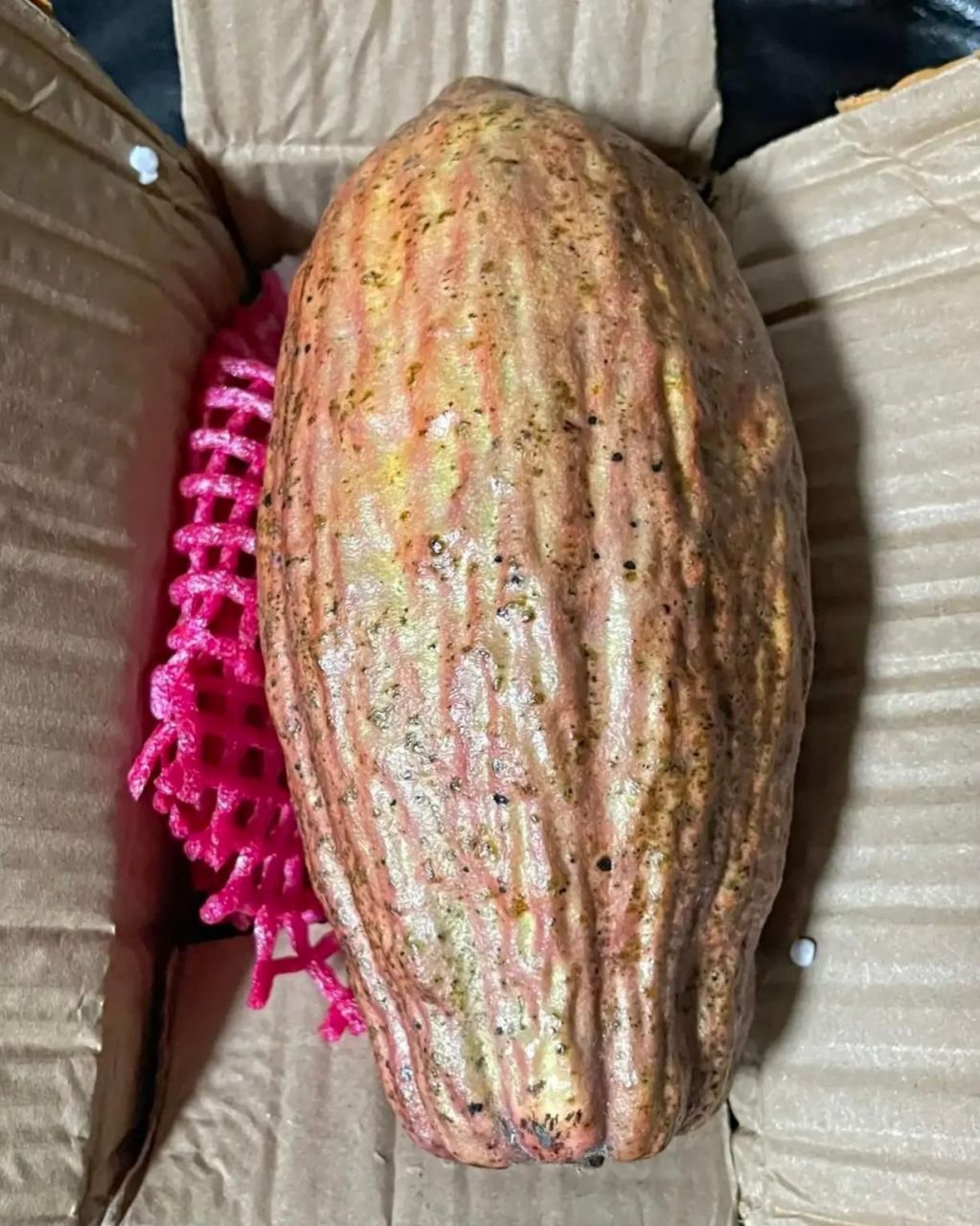 邻居给了我一个这么丑的南瓜,我说我不要,她非要给我,她说这是她儿子