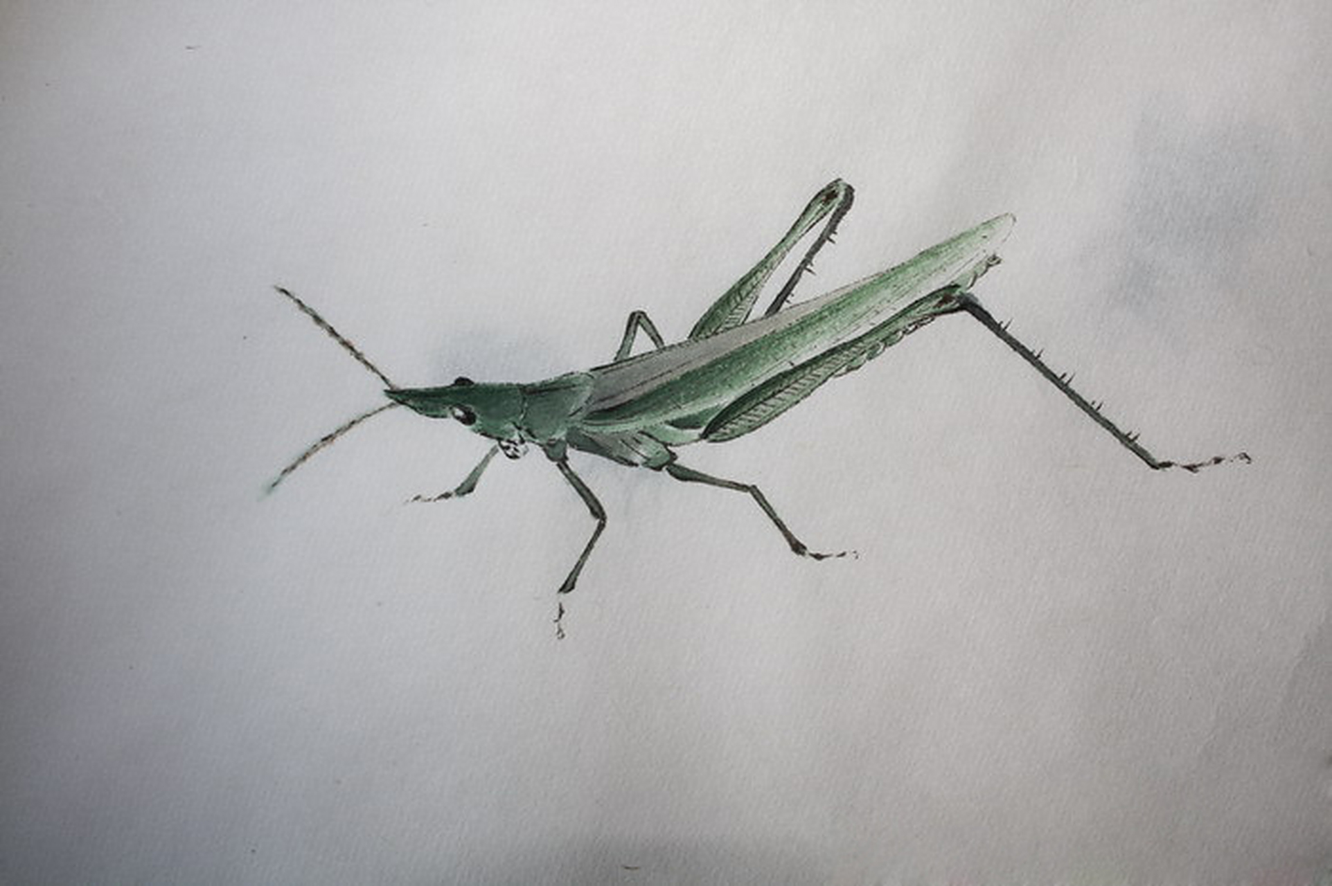 白石山堂晨课:画只齐白石风格的尖头蚂蚱,北方常见!