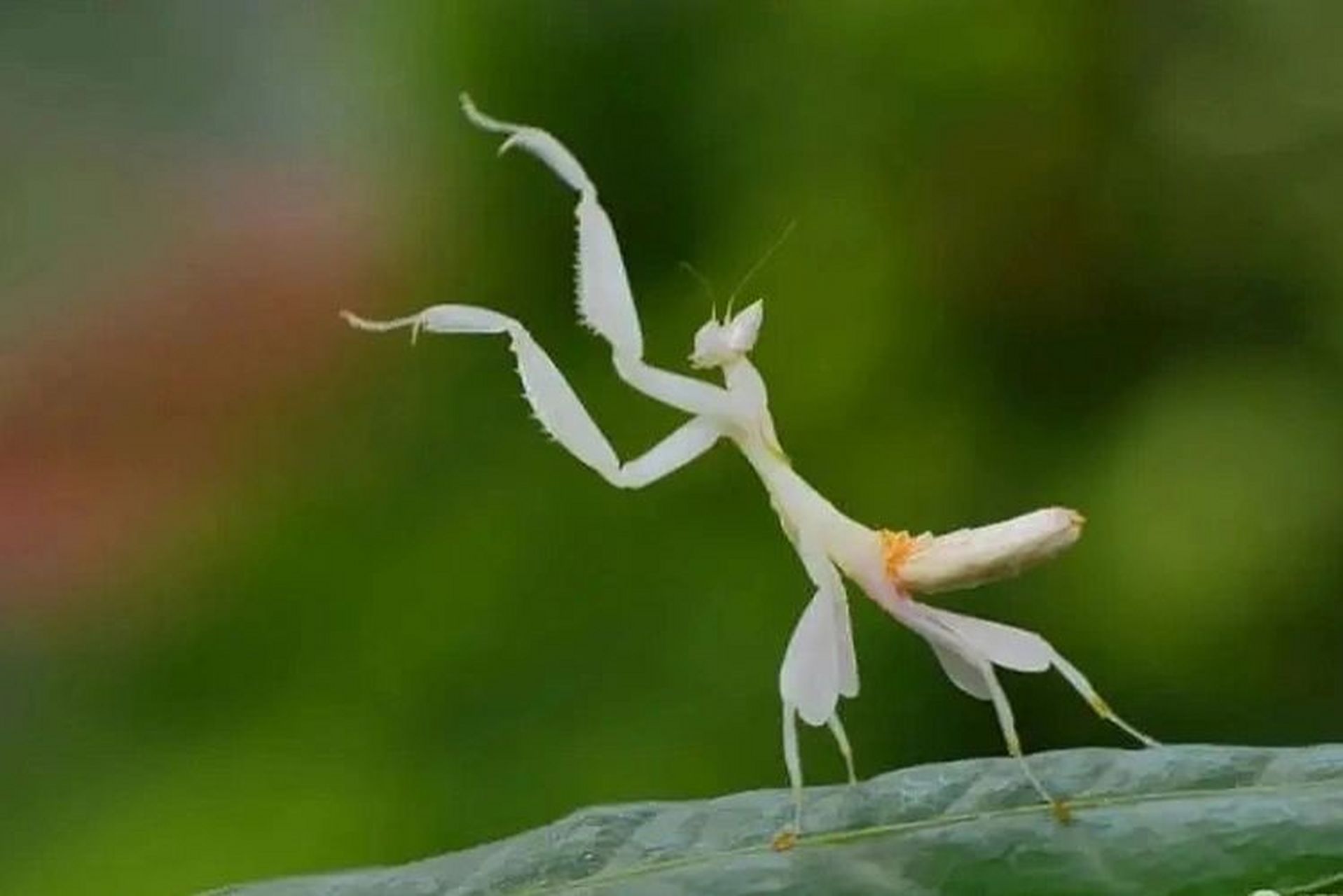 螳螂如此美丽 兰花螳螂 淡雅美丽的生物 四条行走的腿好似花瓣 成年