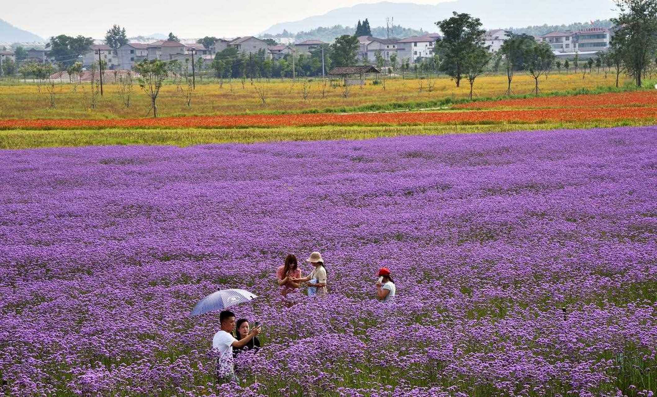 江西景德镇浮梁县鹅湖镇高岭村是景德镇制瓷业最主要的原料产地,重要