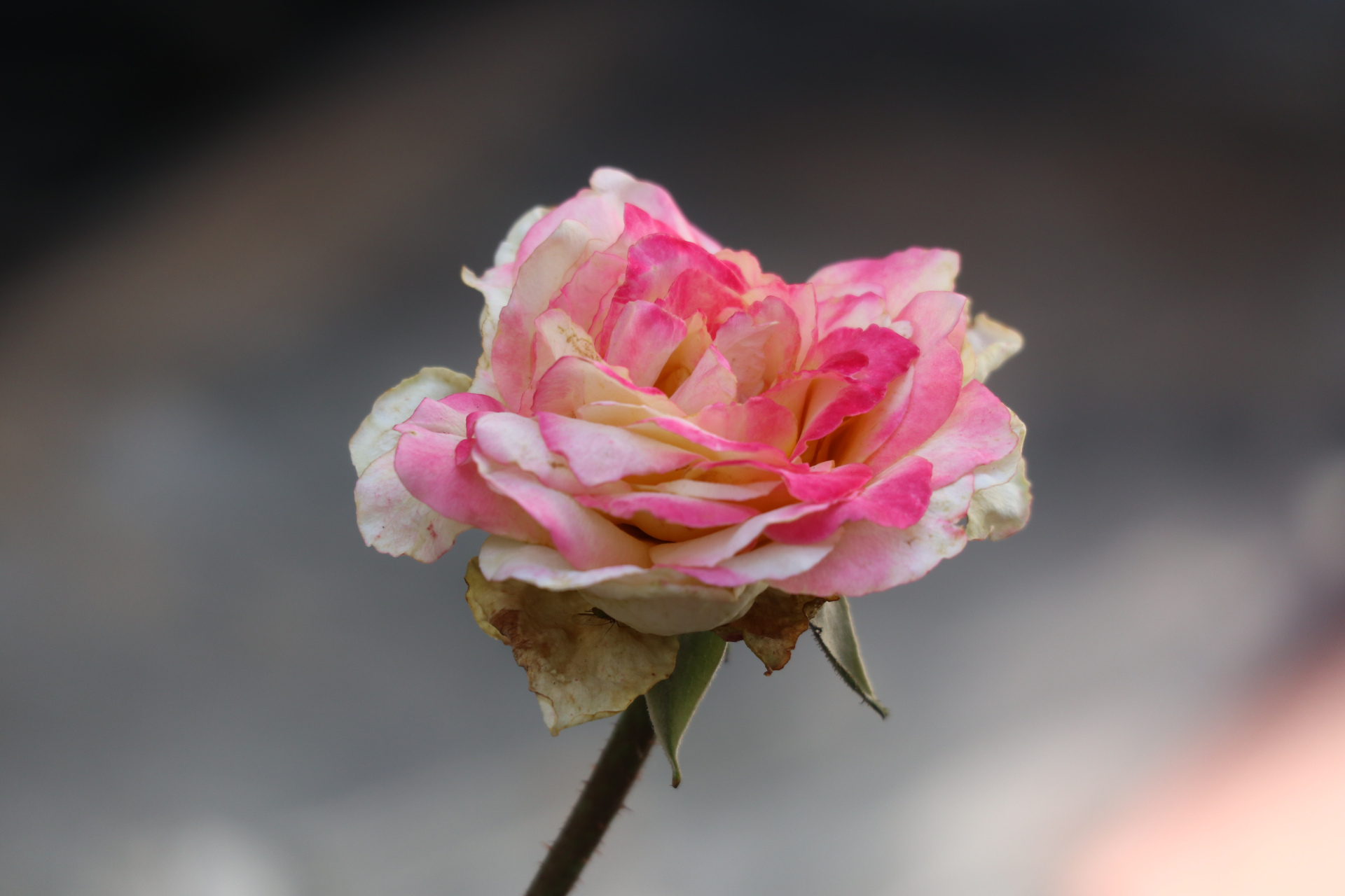 原创摄影之混色月季#金秋图文动态创作节