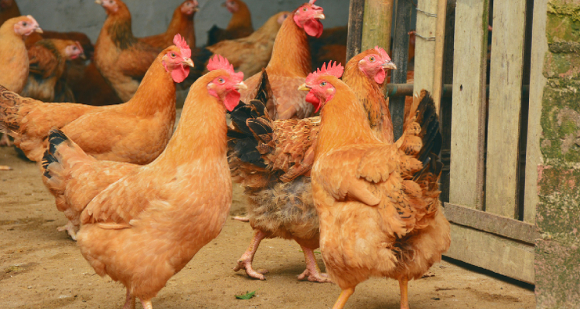 虽然适量的盐水可以提供鸡身体所需的钠元素,但是过量的盐水却会对鸡