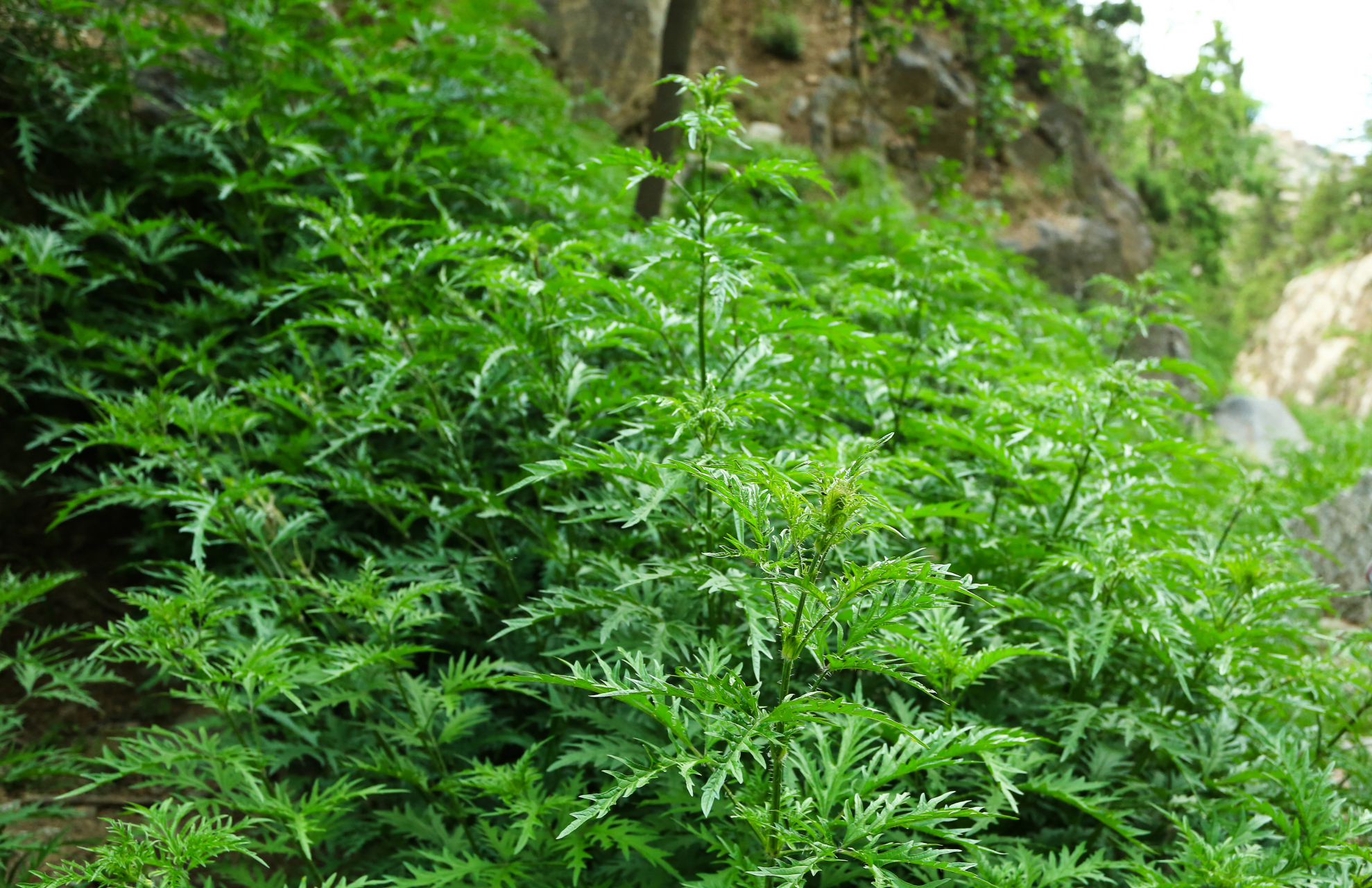 贺兰山# #蝎子草# #荨麻