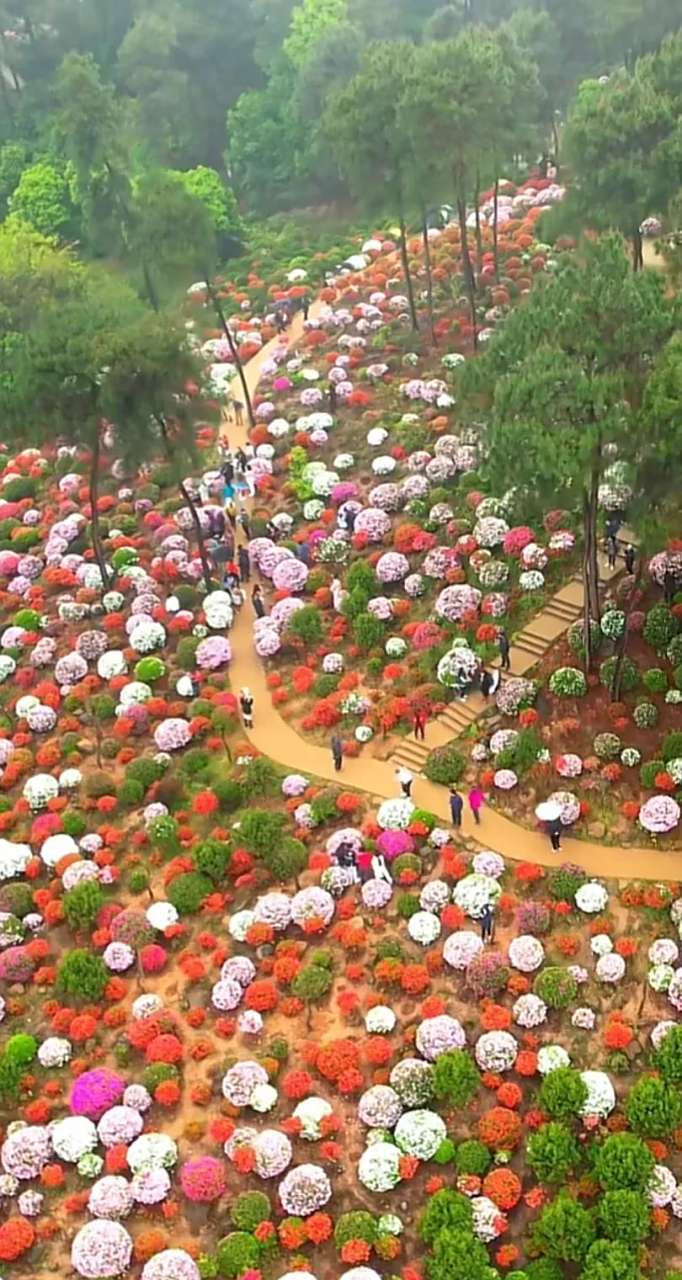 重庆南岸区放牛村 满山遍野杜鹃花己盛开了 场面实在太美了 要去拍照