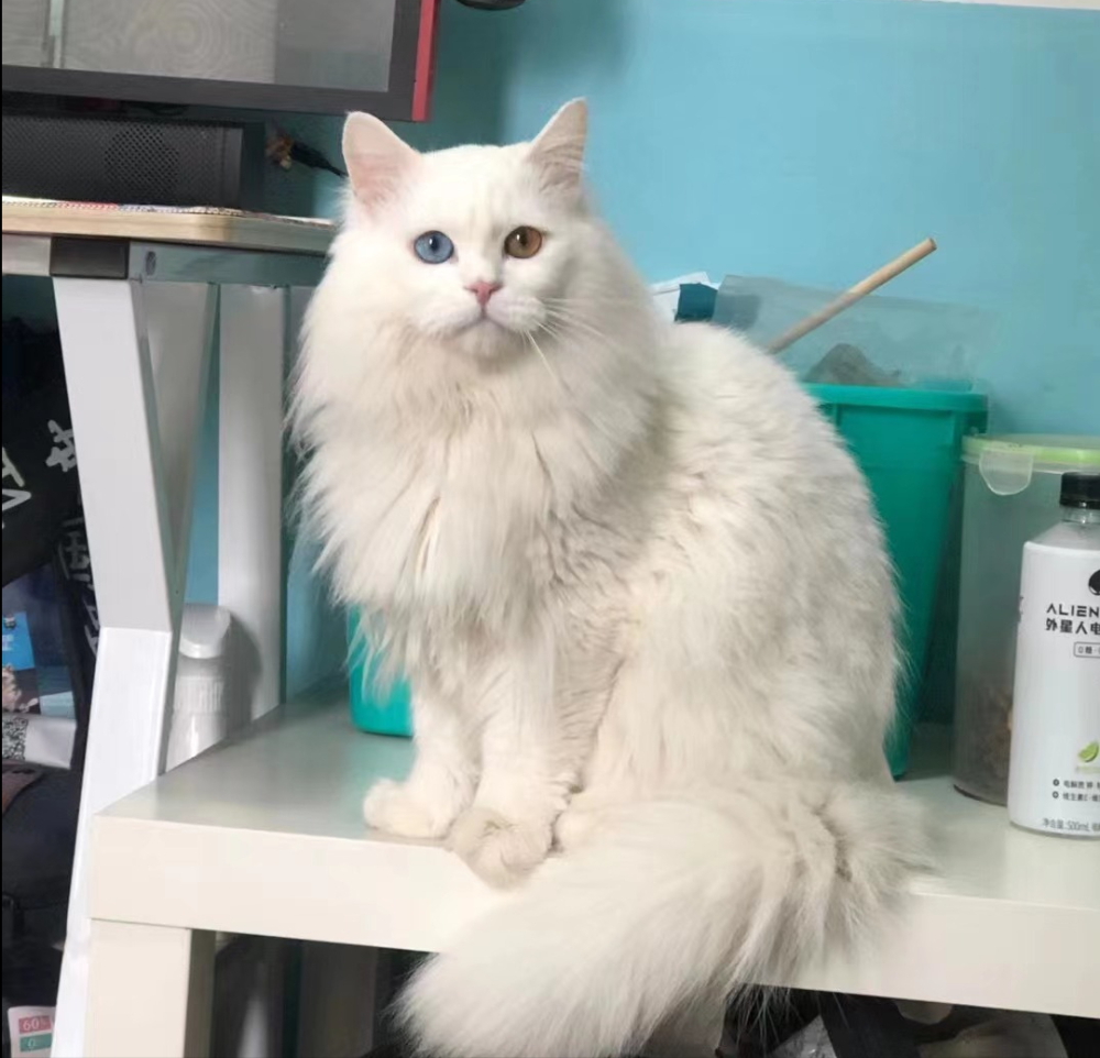 我国本土的临清狮子猫就是白色猫咪中一个很典型的代表,它们体型大