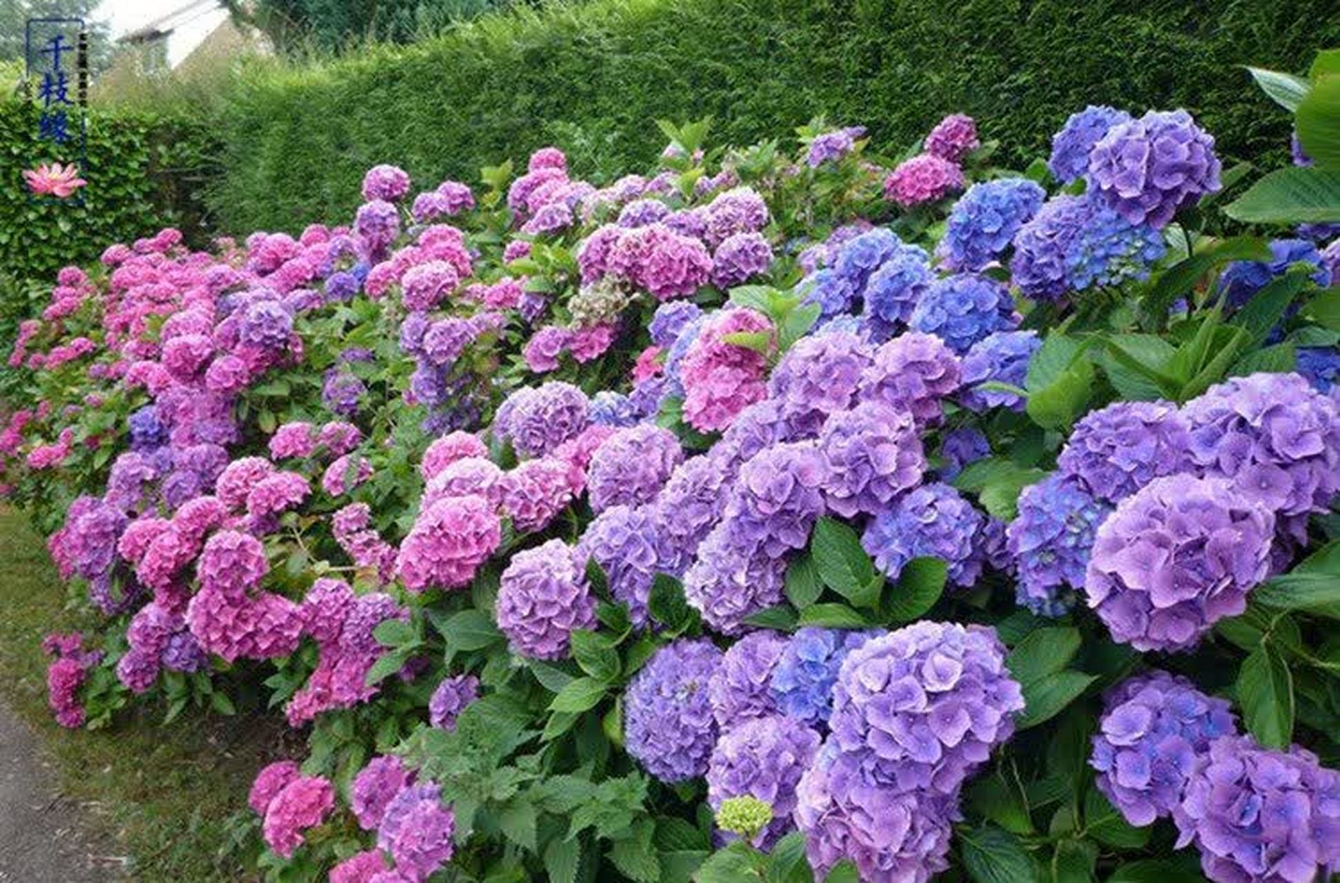 美丽的绣球花是由一簇簇小花组成的.