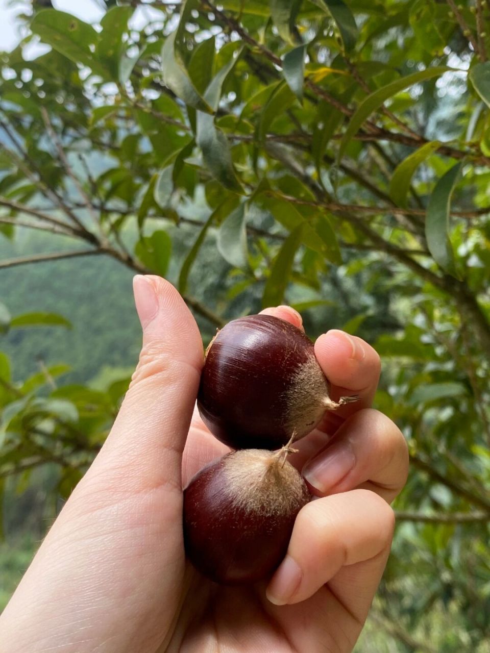 我家几十年老锥栗树果园,产的锥栗真的好大,不