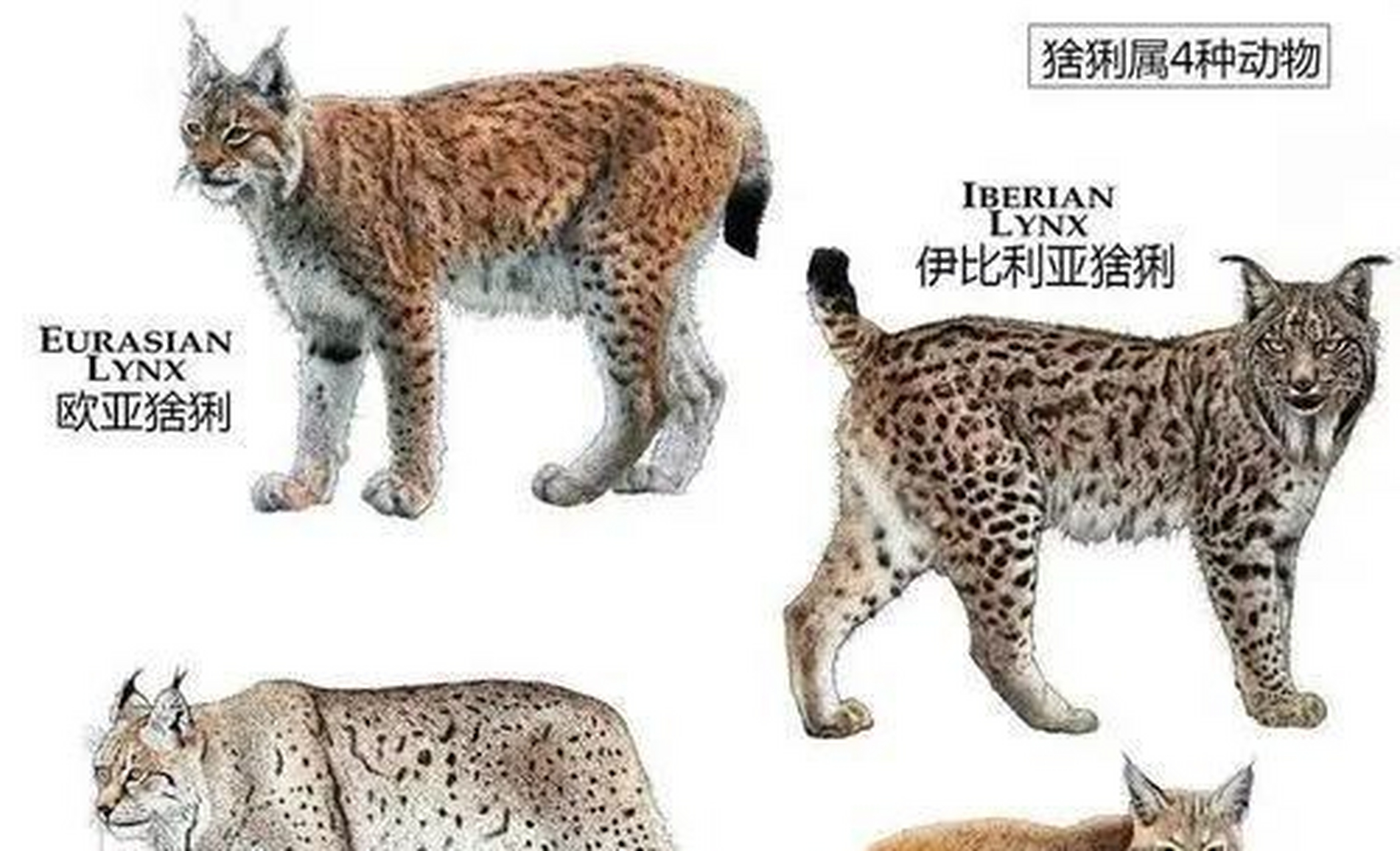 而猞猁属于一种中型猫科动物,体型与狼比较接近,但是二者一个独居,一