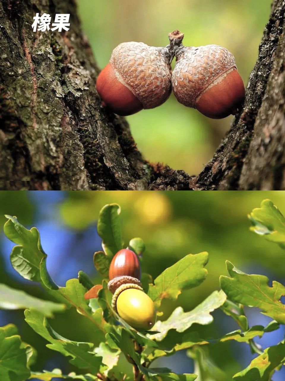 颜色的变化,捡满地掉落的果子感受四季的变化和大自然的美好9715