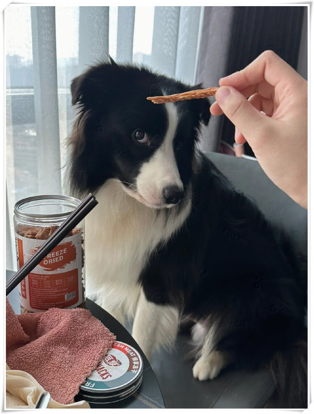 事实是这样的每次我吃饭的时候他总是眼巴巴地看着我