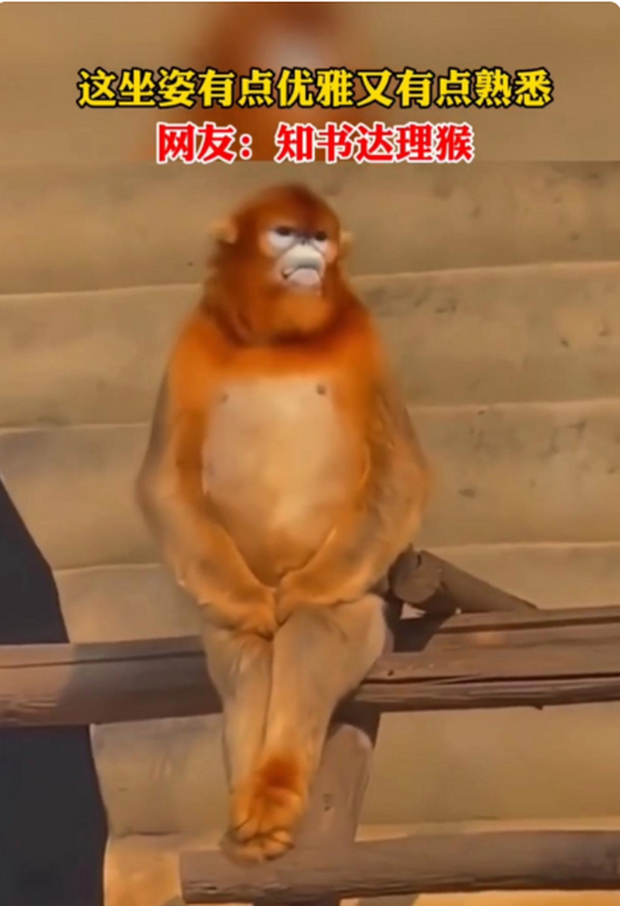坐姿优雅的"知书达理猴". 有没有爱上[开心]