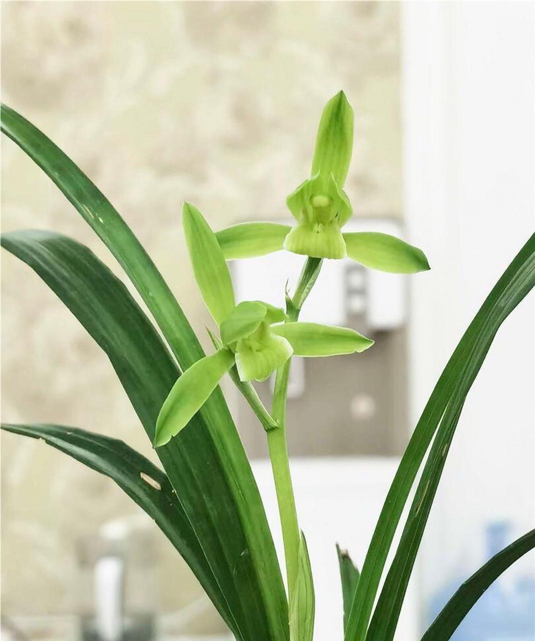 绿兰独苗开叶中花,花朵素净,花瓣不卷 开得非常精神的绿兰,鸿途兰艺的