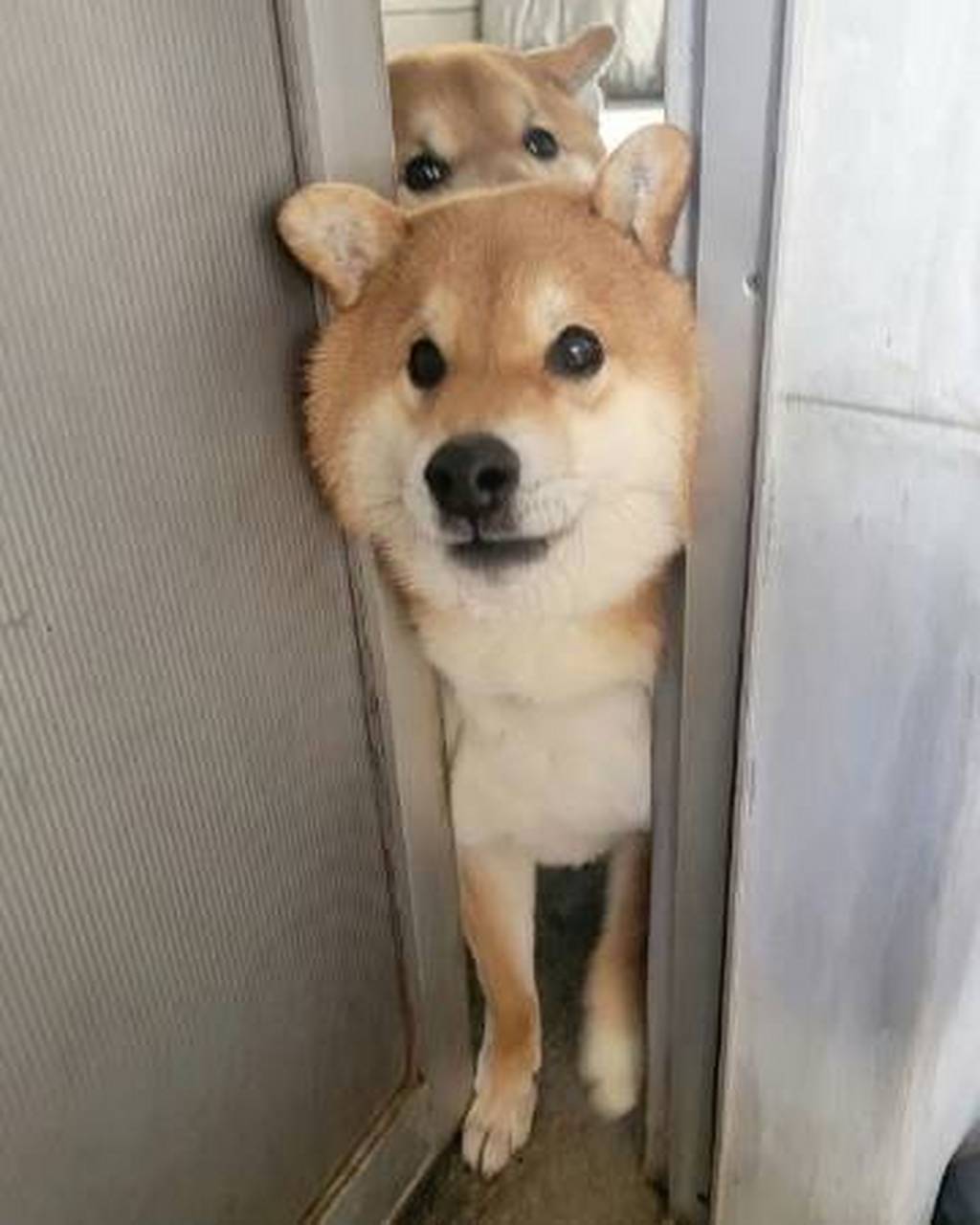 做贼心虚的样子笑死了