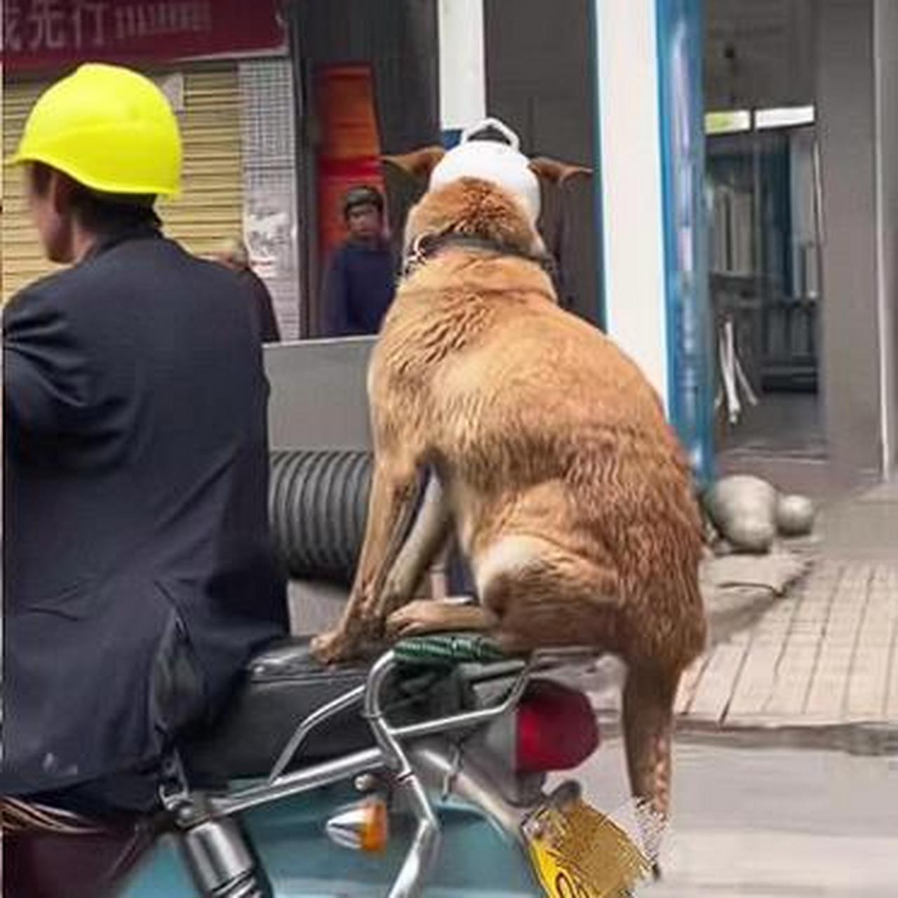 给狗子也带个安全帽就更巴适了
