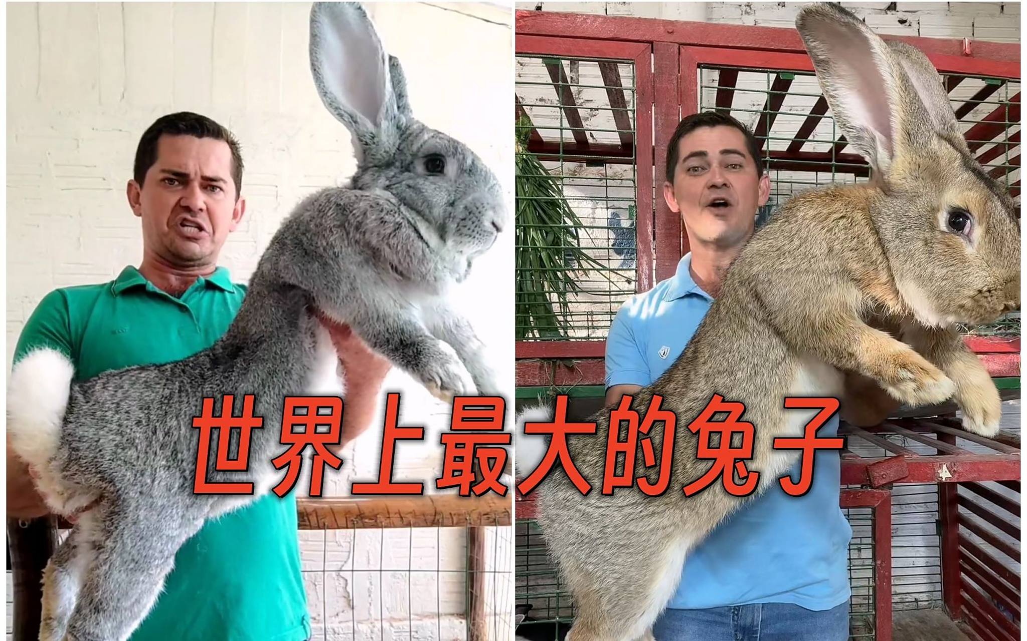 你知道#世界上最大的兔子#有多大吗?