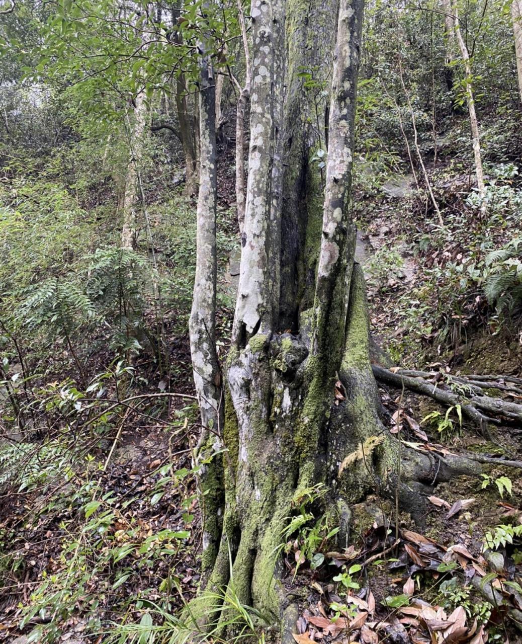 头条创作挑战赛#湖北恩施的深山里,这样的野生金弹子老桩群还是很多