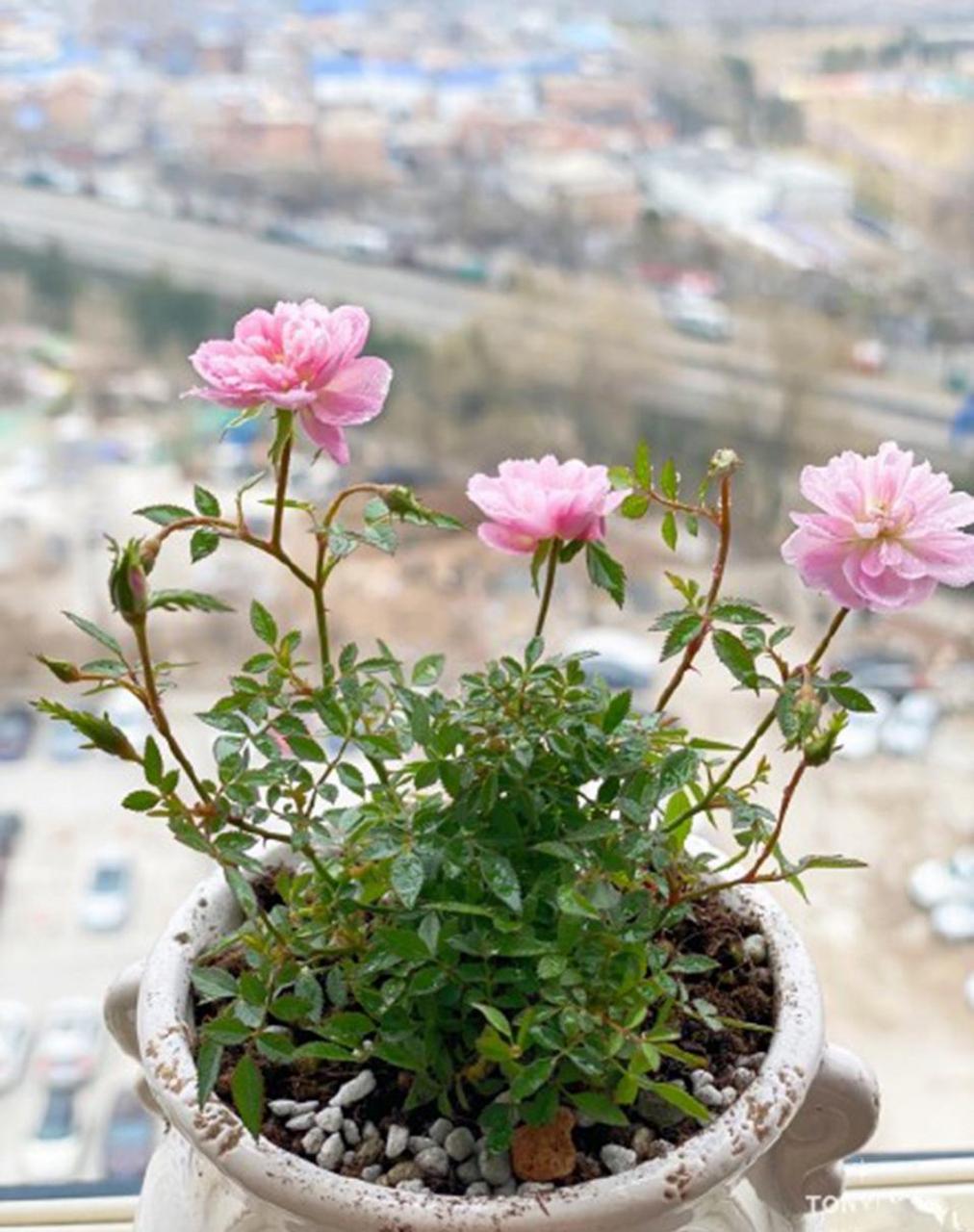 【姬月季】它的特点除了株型超级小,还有很多优点:抗性好,易养护,勤花