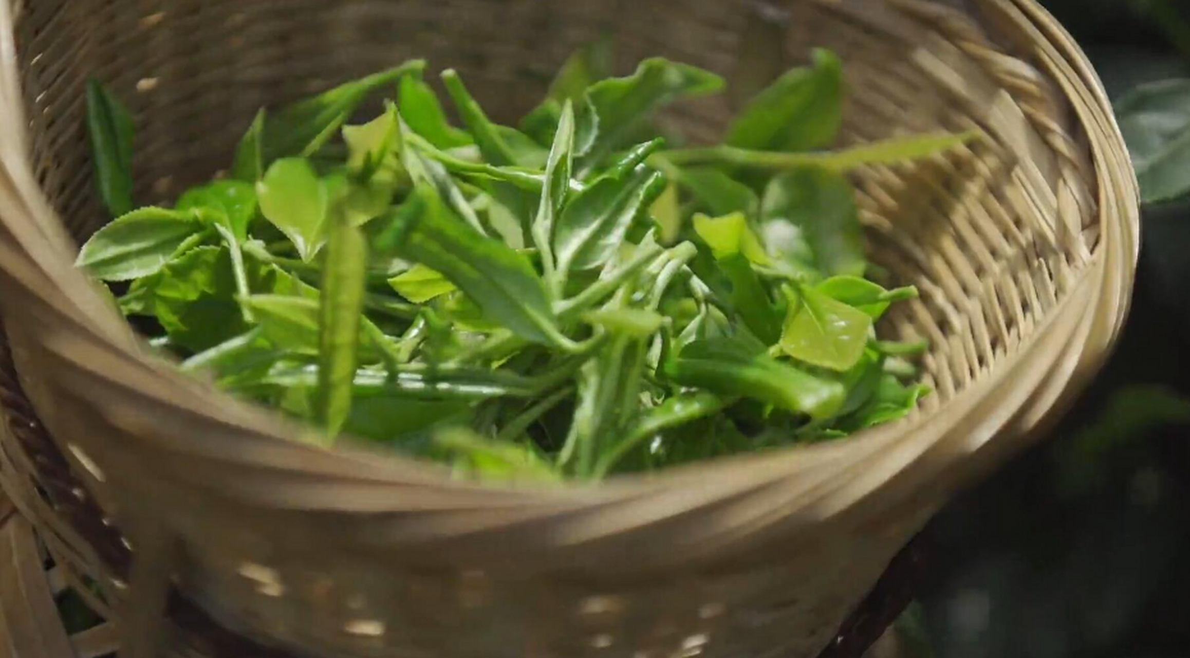 七佛茶产于四川省青川县七佛乡,最低海拔580米,最高海拔2100米,茶区