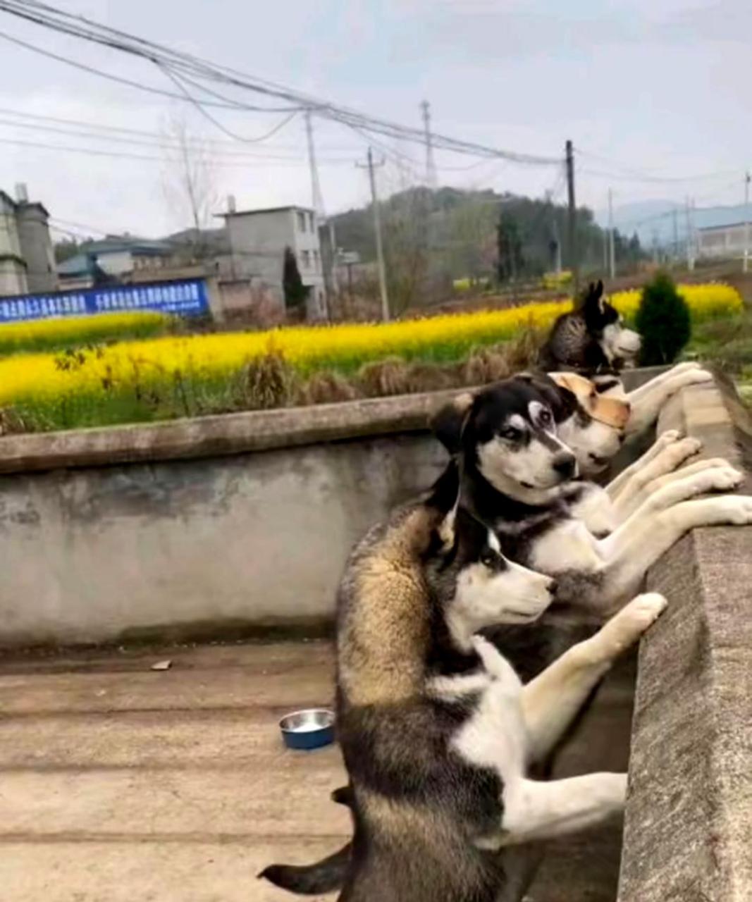 我家的狗子非常八卦,甚至比村口那群大妈还要厉害.