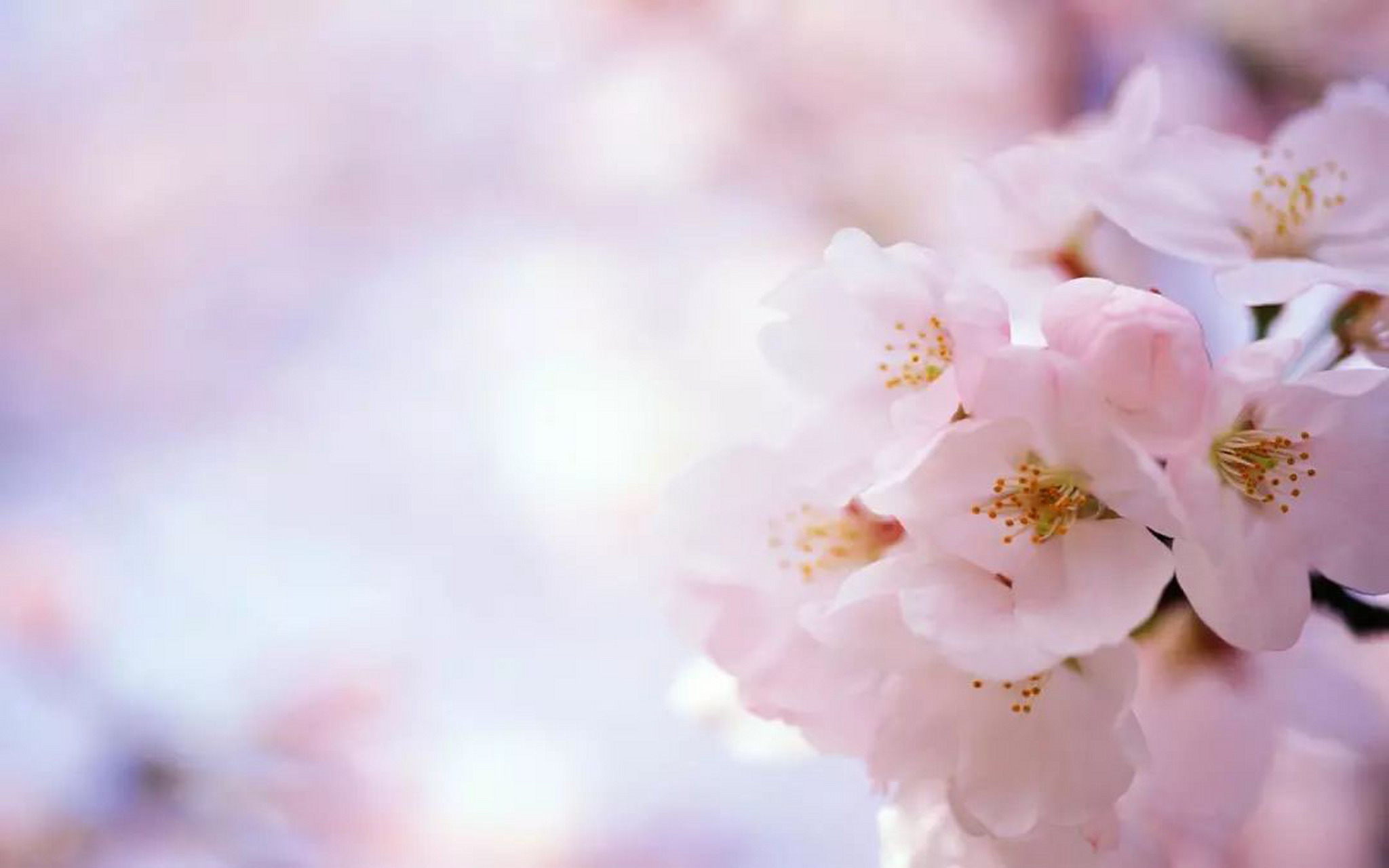 桃花运和桃花命的区别 在了解桃花命与桃花运的区别之前,我们先一起看