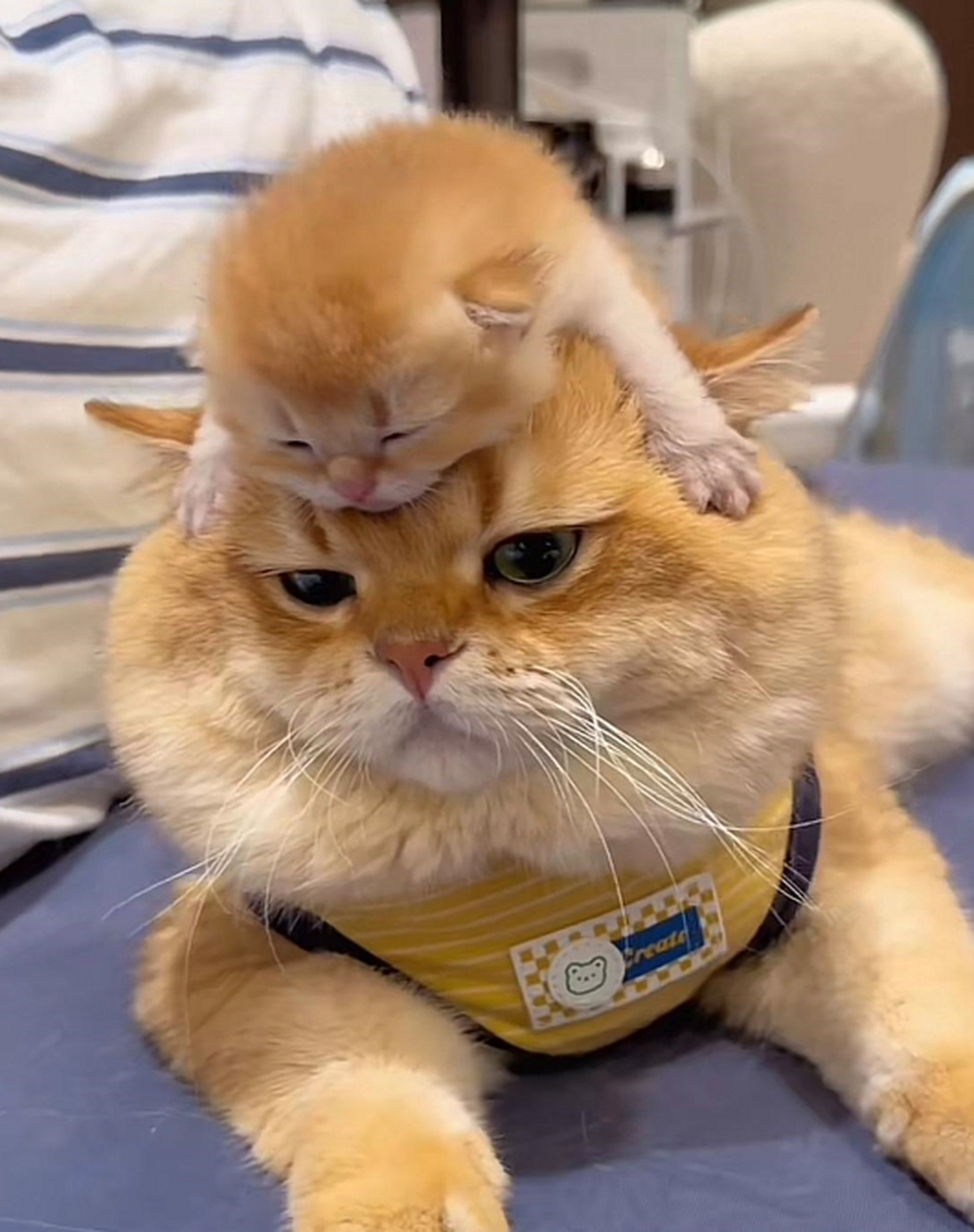 原来猫爸爸是这样带娃的