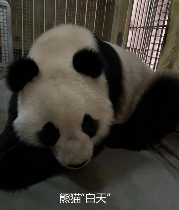 白色大熊猫影像首公开