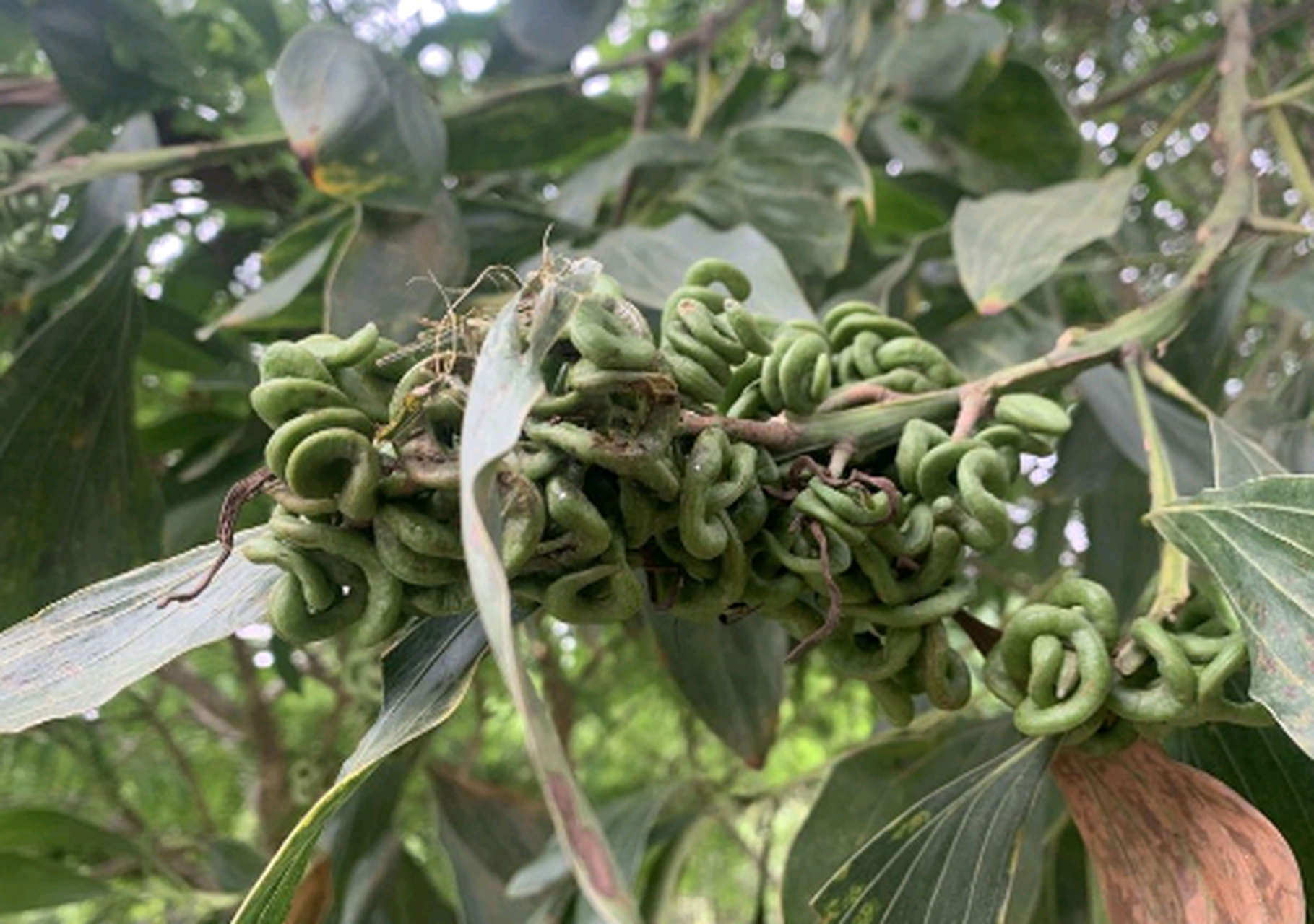 这是什么虫子啊,树叶子都卷起来了