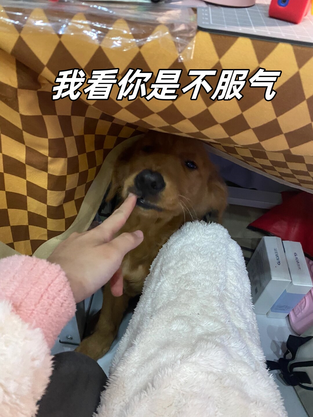 我看你是不服气 摸呆妹的脸颊