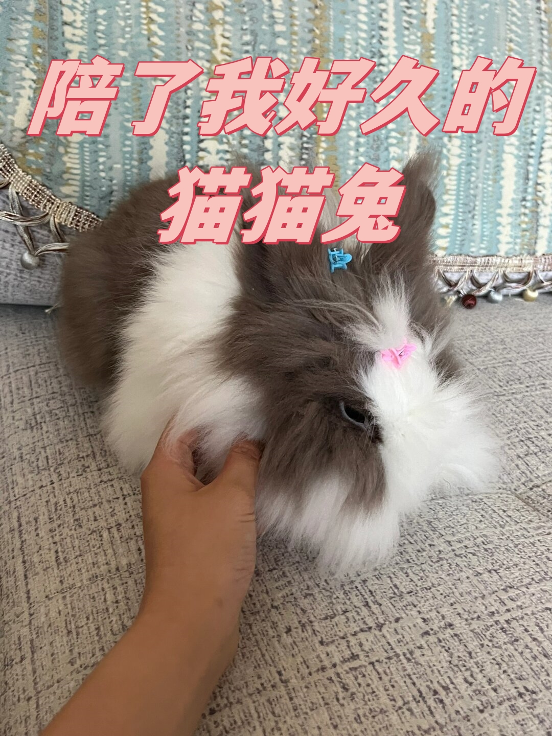 猫猫兔的毛发柔软浓密,耳朵长而直立,眼睛圆而明亮,非常适合作为宠物.