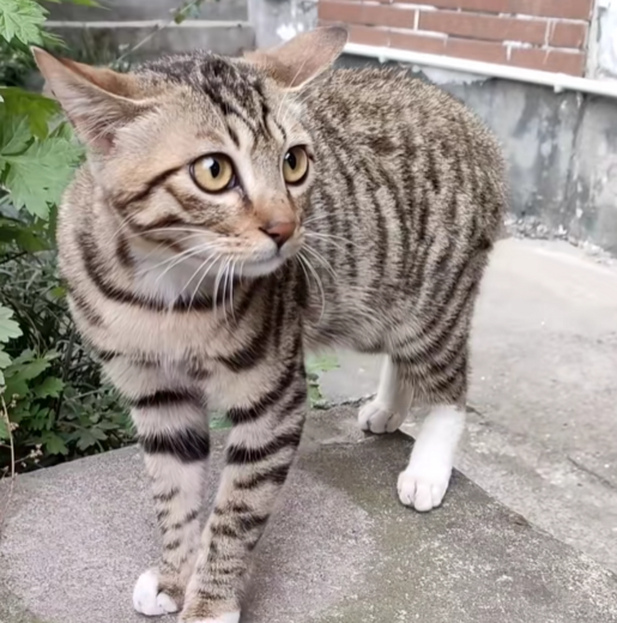 这狸花猫长得真漂亮啊,腿好长