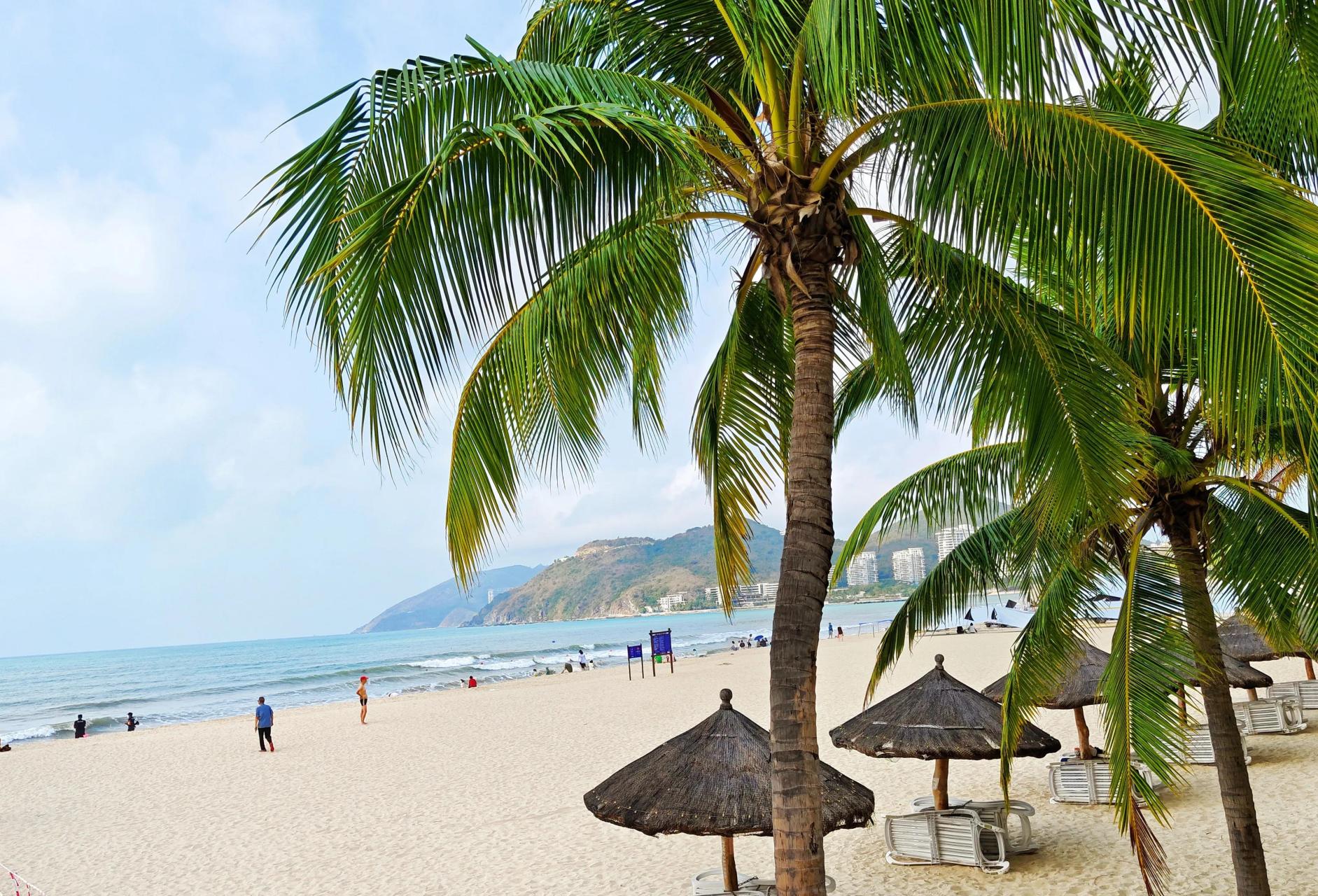 在海南久了,看惯了椰子树,又思念北方的白杨.