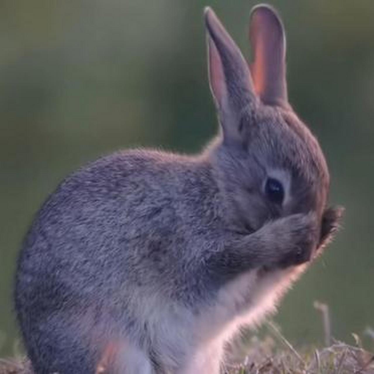 兔子洗脸,洗完睡觉