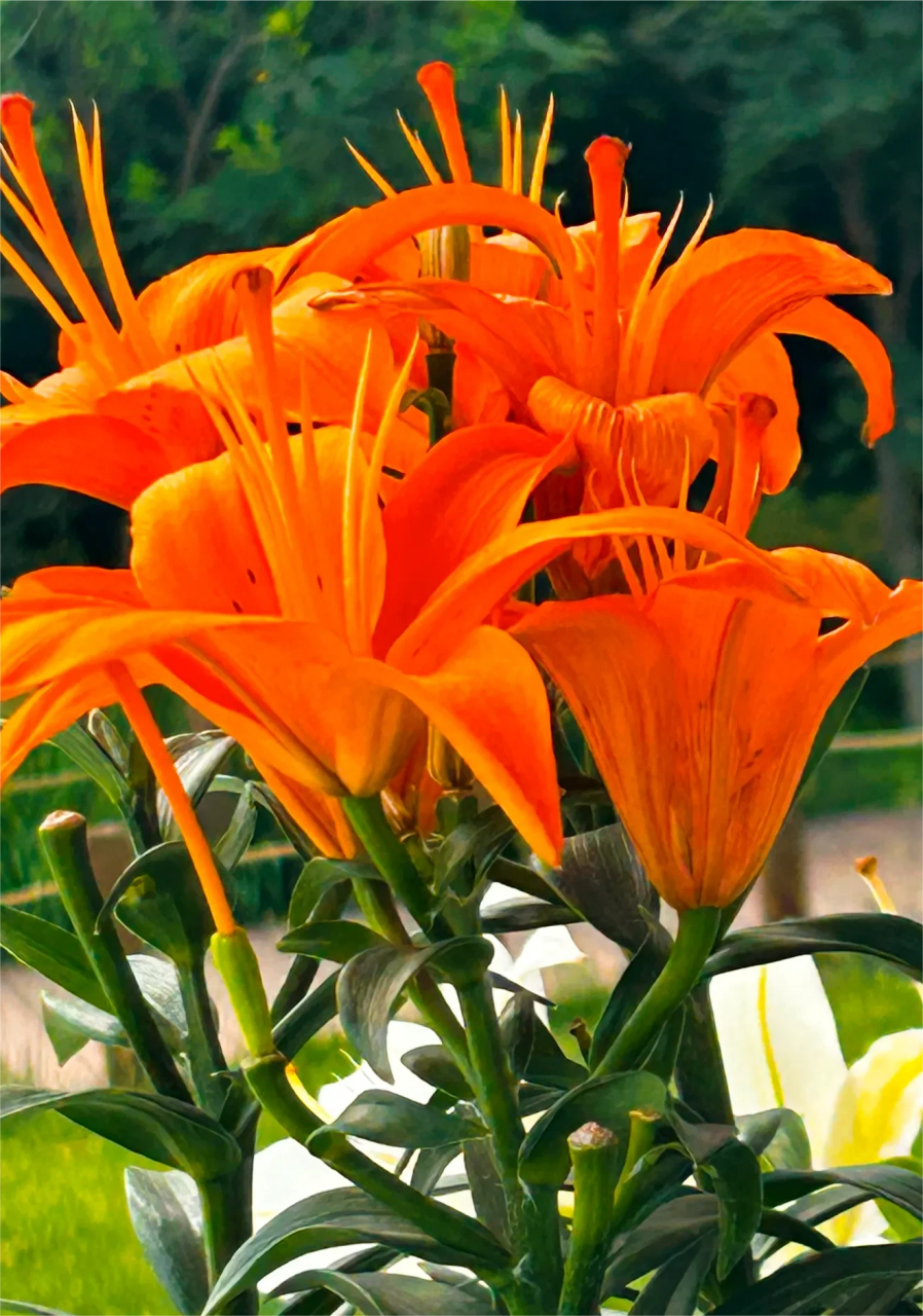 毛百合是花中仙子,美好的象征.