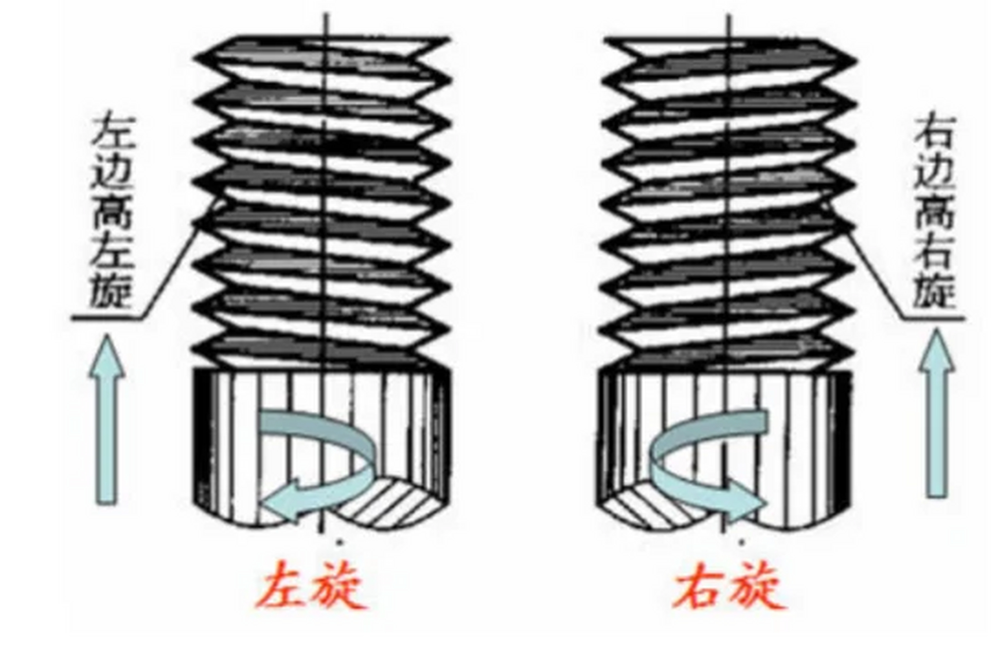 左侧旋和右侧旋图解图片