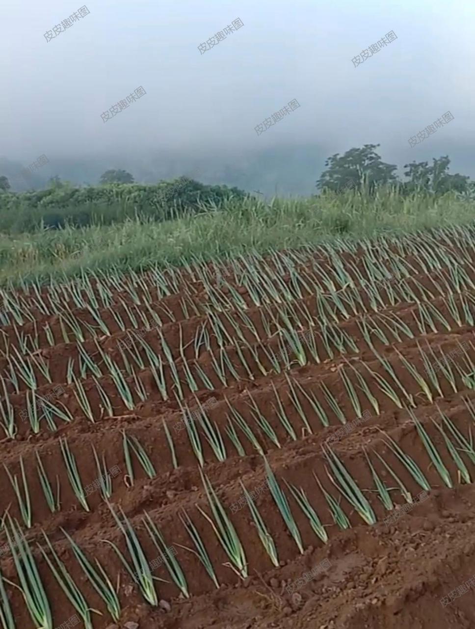 网友:哇,看这葱秧子,栽得真是规整,就像是正规军人一样站着!