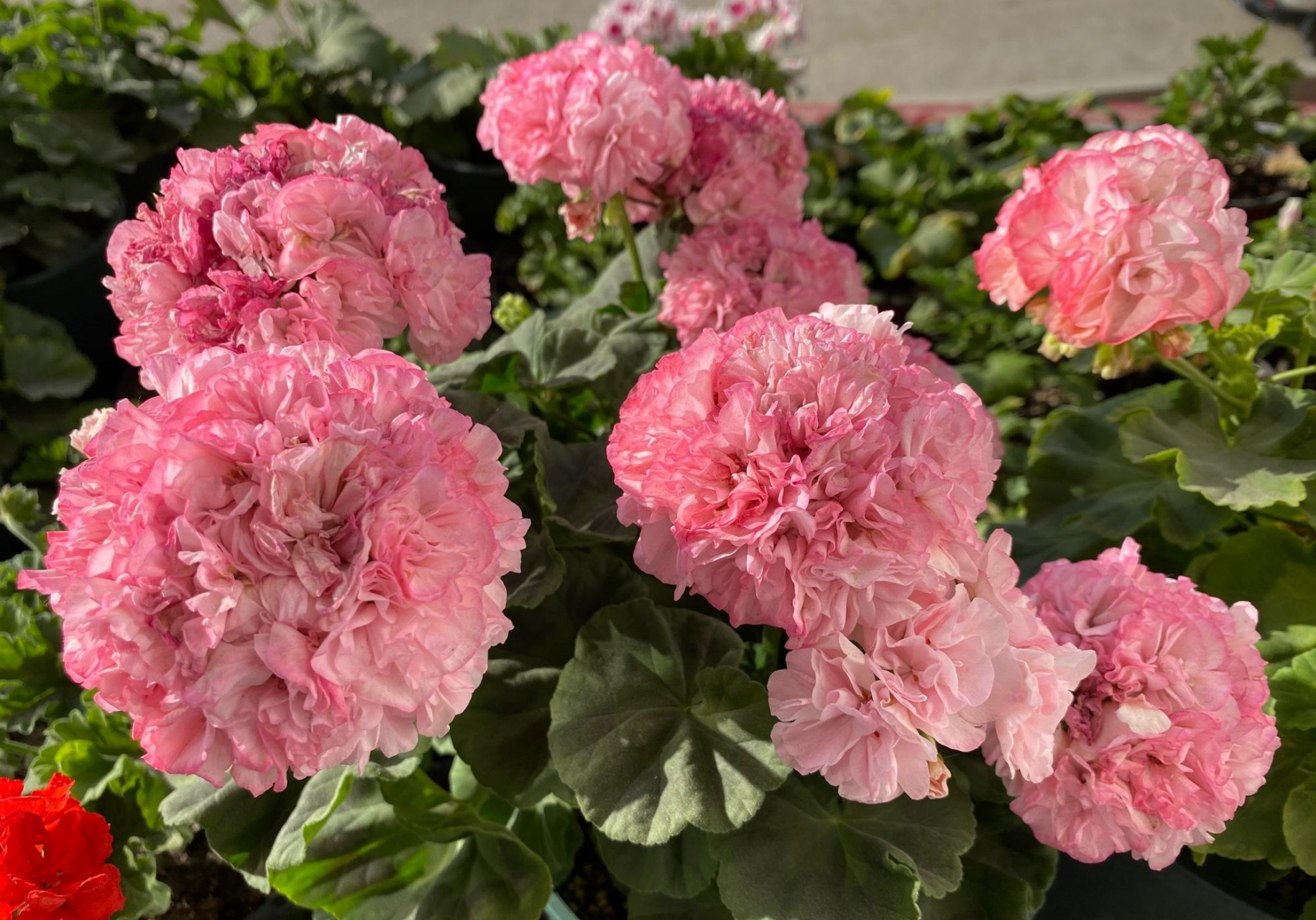 秋天,是天竺葵的"主场",给大家介绍一个适合阳台,窗台养的品种