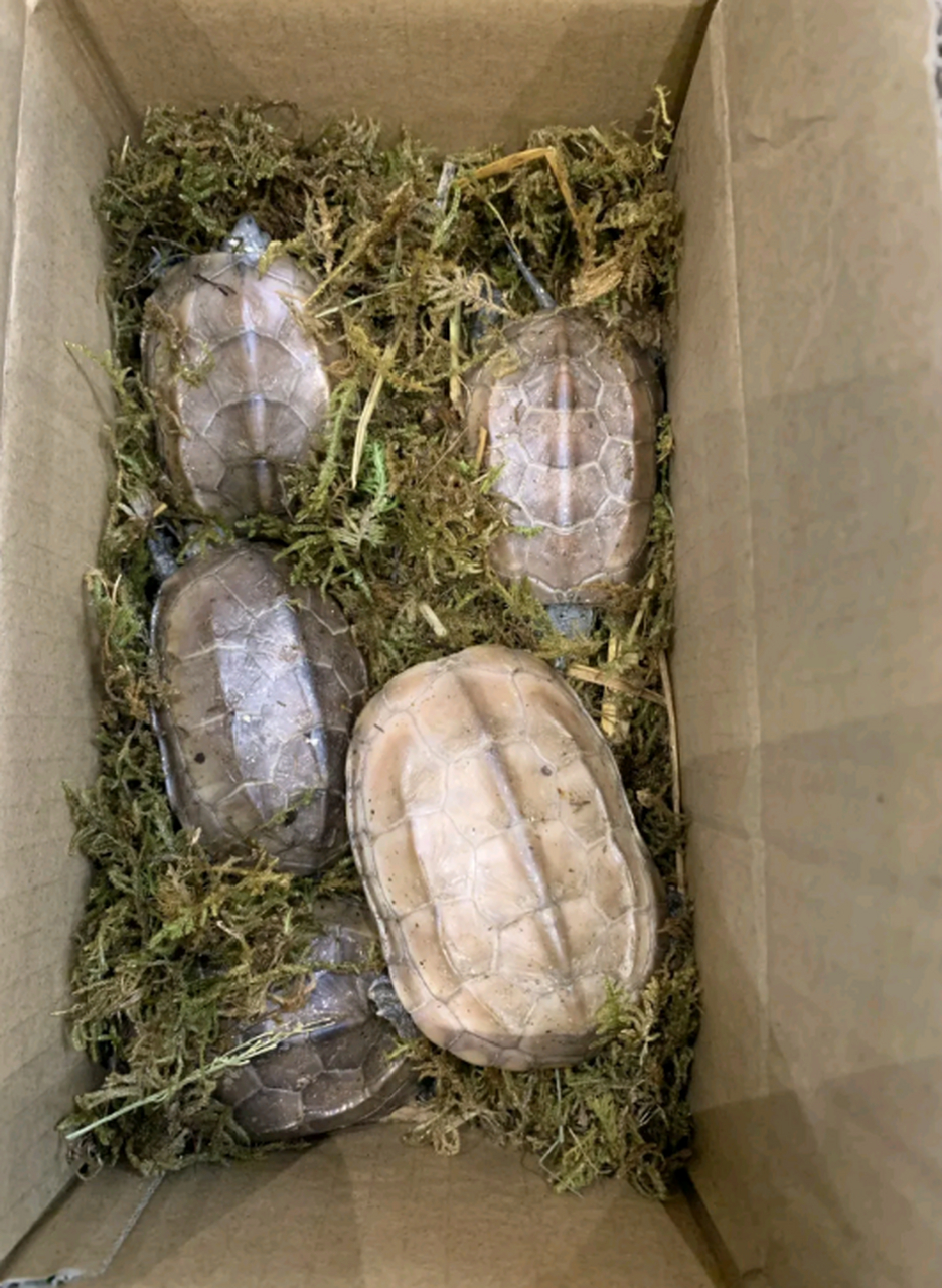 在网上买的白玉龟,但是收到货发现好像是染色的