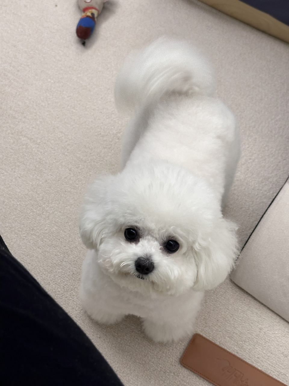 比熊犬:最会摇尾巴撒娇的狗狗,  狗狗我呀,摇尾巴撒娇最在行啦, 快帮