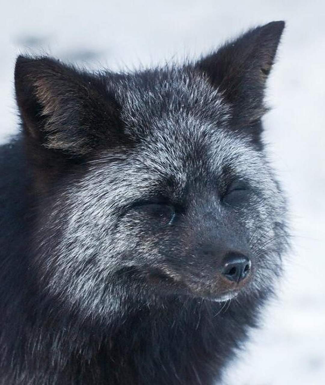 这名男子恰巧驶过一段盘山公路,就在要拐弯时,突然有只黑狐狸跳