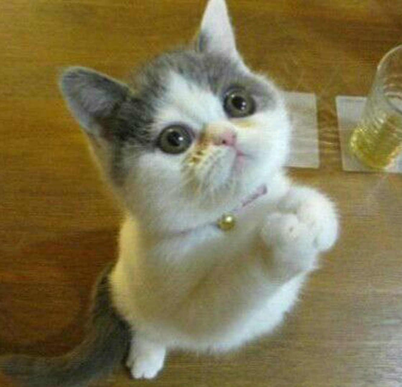 爆笑趣味动物图片:老天爷啊!求你了!该升温了!太冷了!