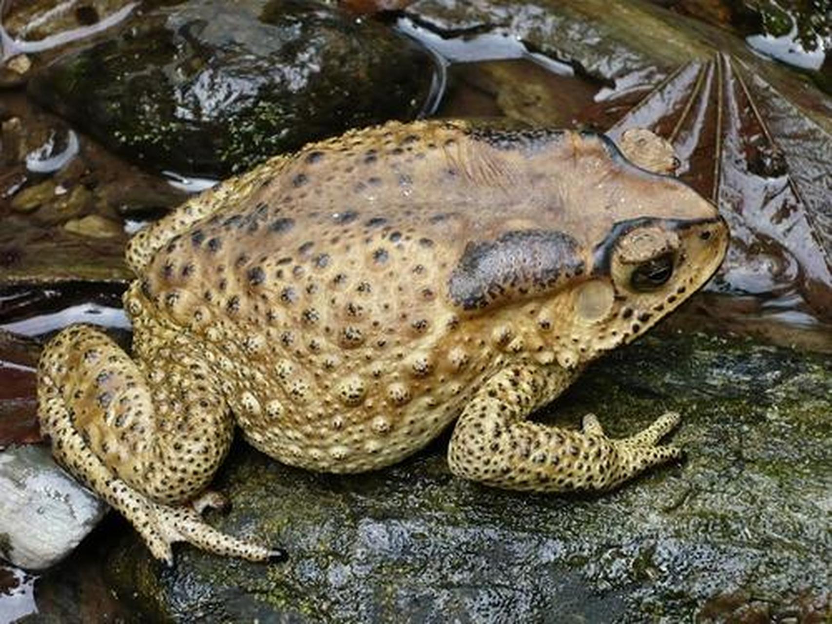 蟾蜍,也就是俗称的癞蛤蟆,五毒之一.