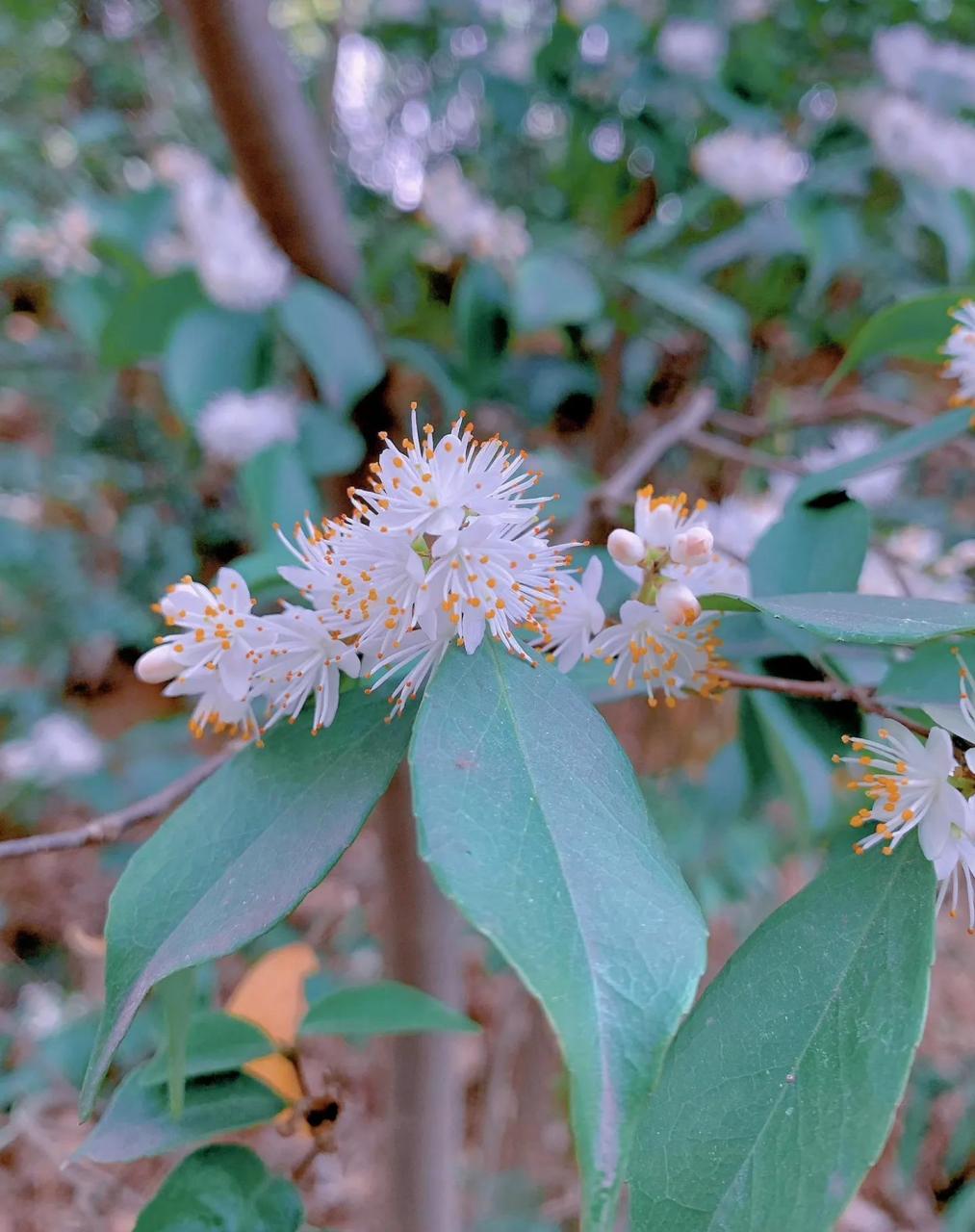 别名:尾叶山矾.