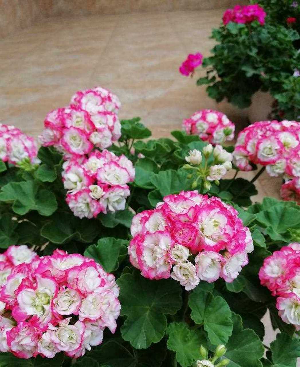 有种天竺葵,名叫"苹果碗",也叫日碗,花朵长得像玫瑰花,红白色相间