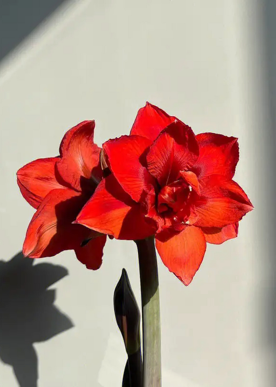 双王朱顶红,一盆让人欲罢不能的盆栽,你种过吗?