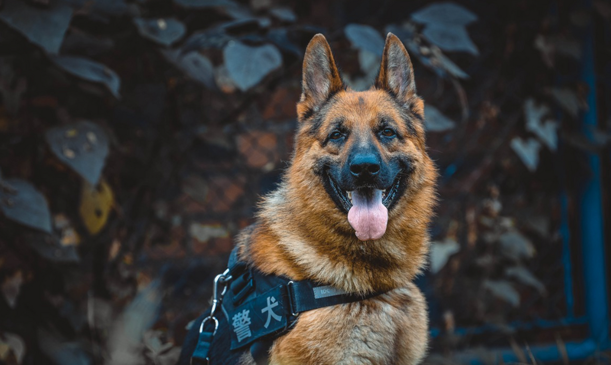 为何中国警犬不能淘汰德牧品种#为什么中国在选用军警犬时倾向于使用