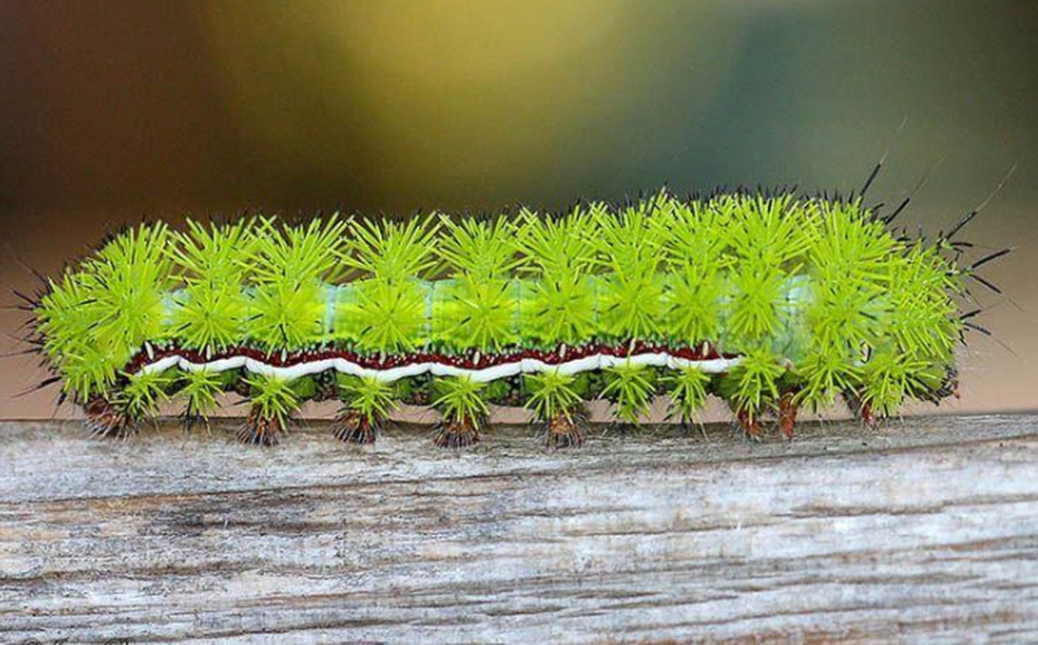 玉米天蚕蛾(io moth),幼虫阶段似乎和小时候玩的洋辣子有点相似.