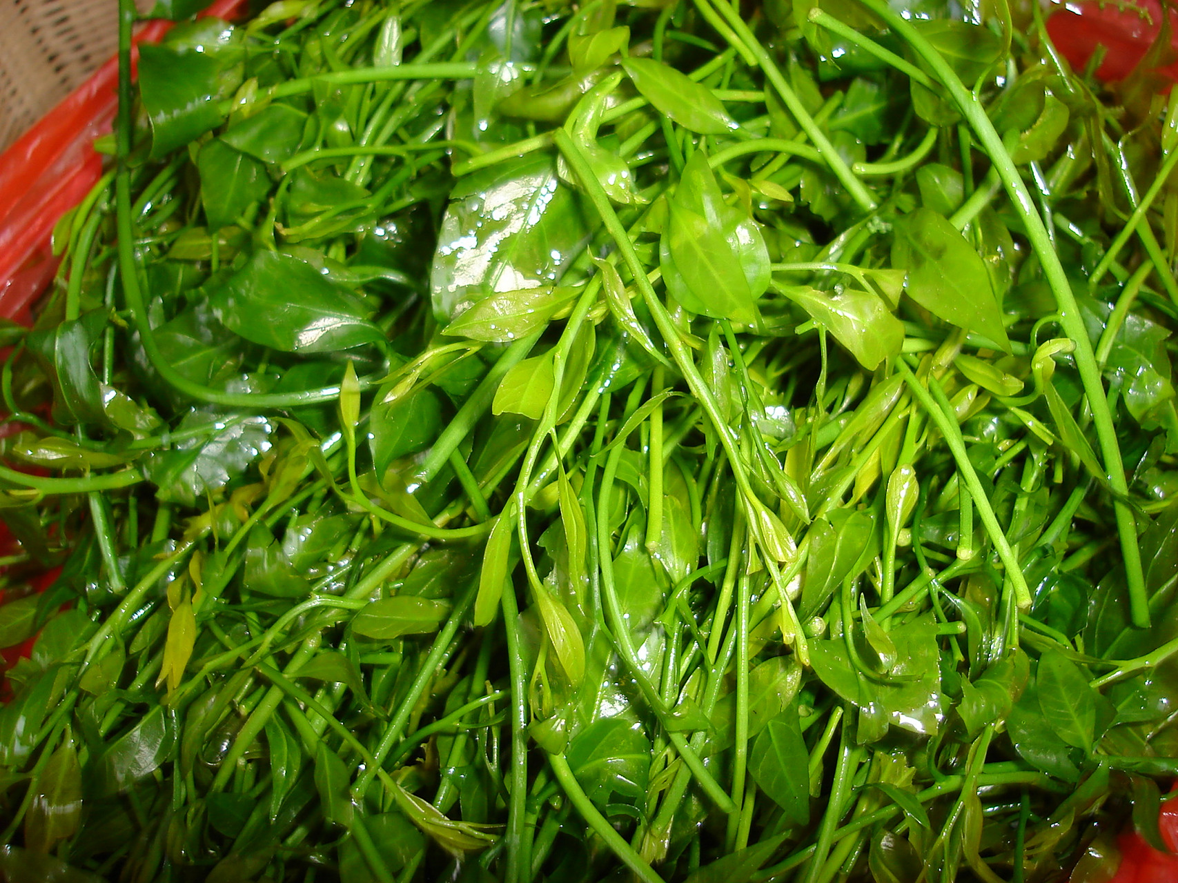 云南甜菜有野生和人工栽培之分,价格相差非常大  在云南省红河一带,说