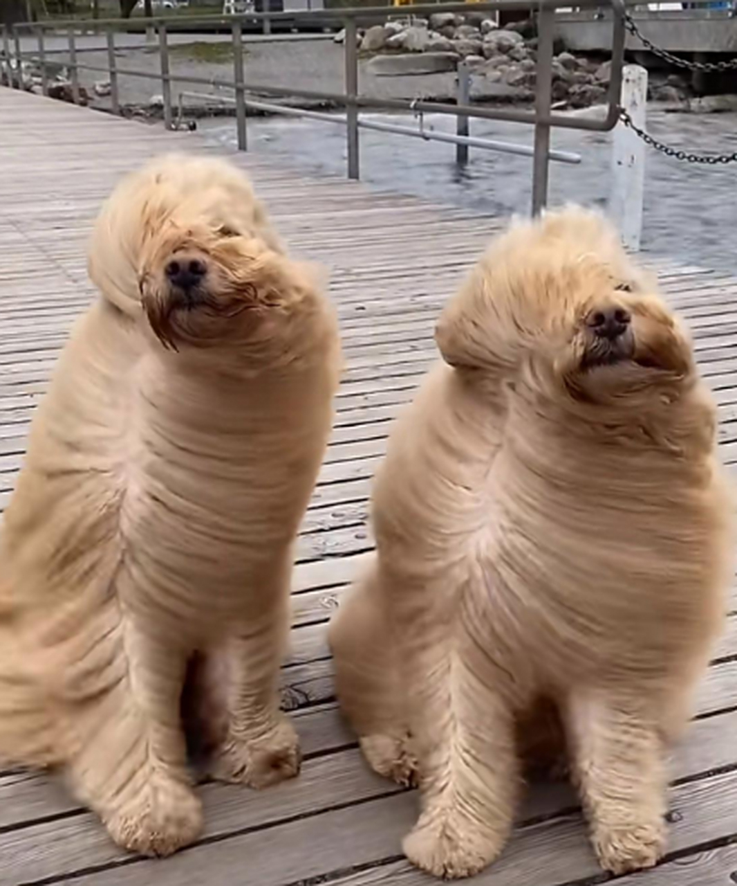 风是风,毛是毛,狗是狗,可怜的孩子,被风吹的只剩一半了#搞笑萌宠